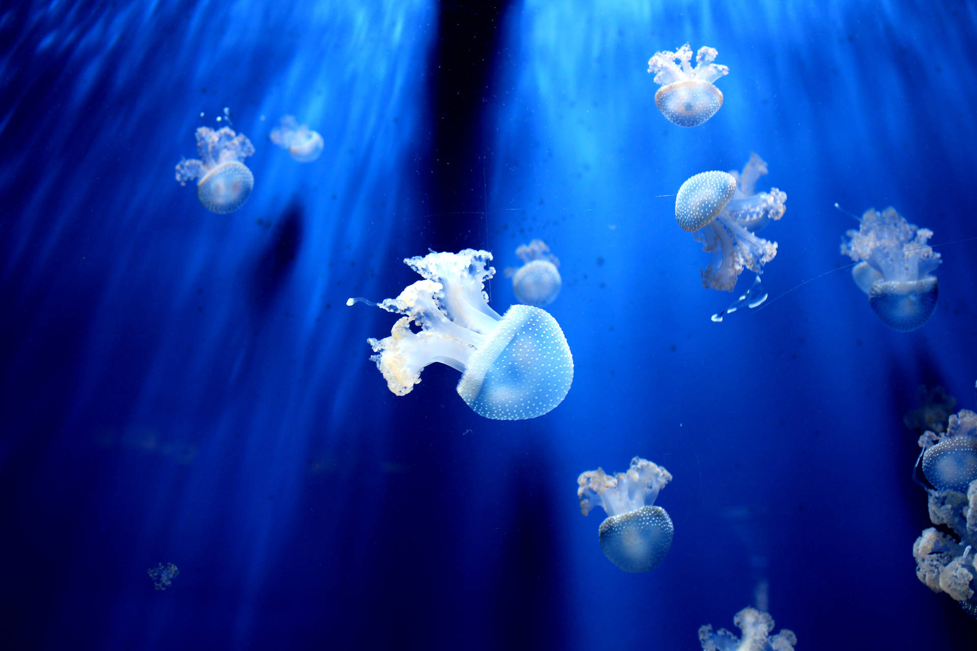 Jellyfish 5184X3456 Wallpaper and Background Image