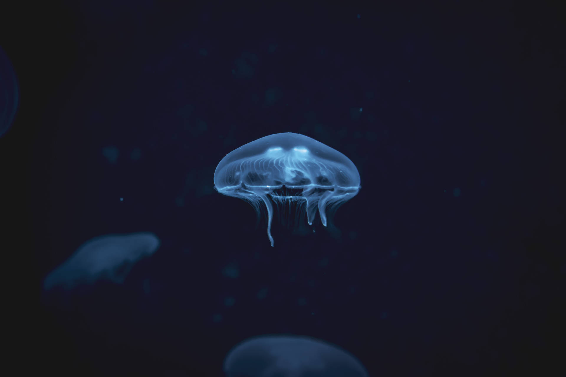 5184X3456 Jellyfish Wallpaper and Background