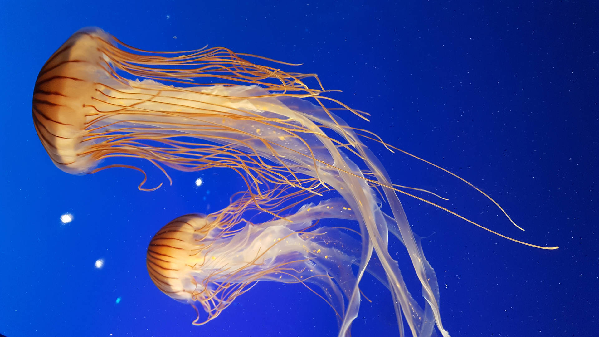 5312X2988 Jellyfish Wallpaper and Background