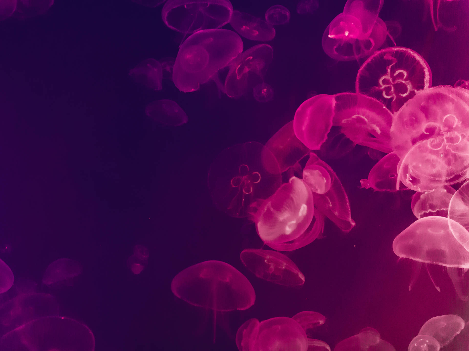 5333X4000 Jellyfish Wallpaper and Background