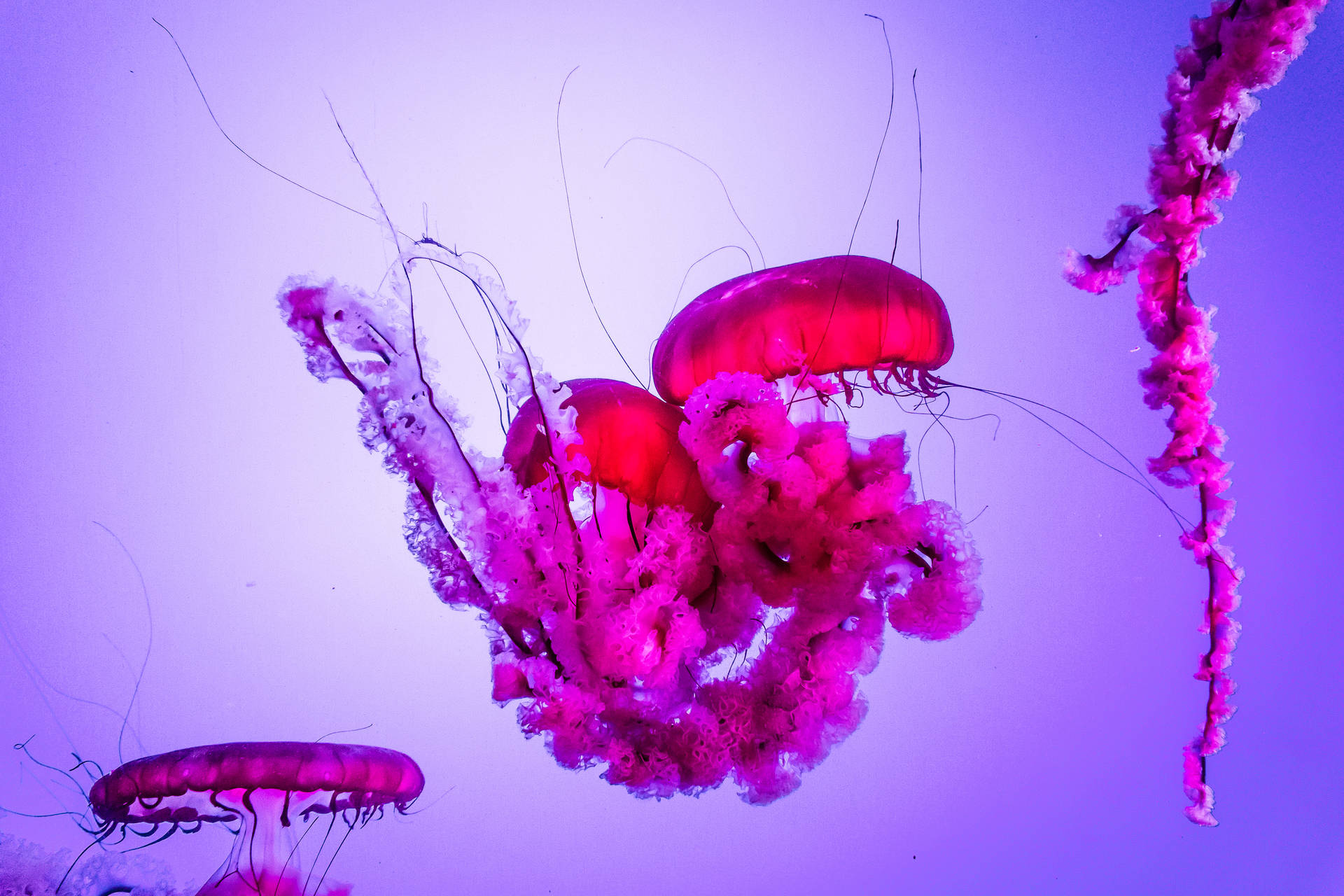 5730X3820 Jellyfish Wallpaper and Background