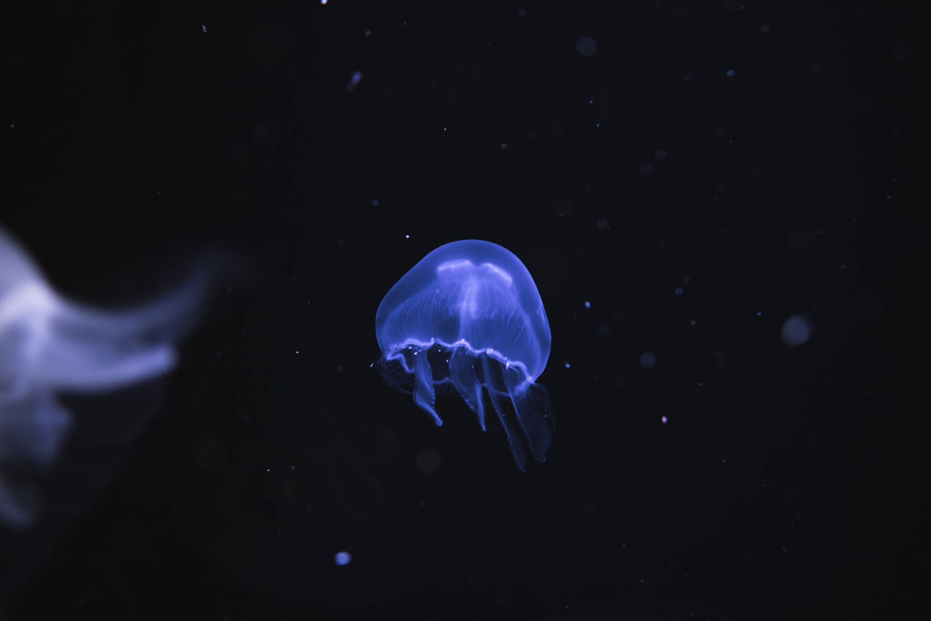 6000X4000 Jellyfish Wallpaper and Background