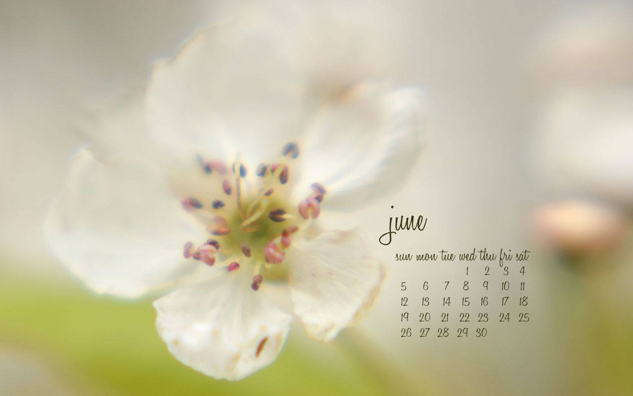 June 1280X800 Wallpaper and Background Image