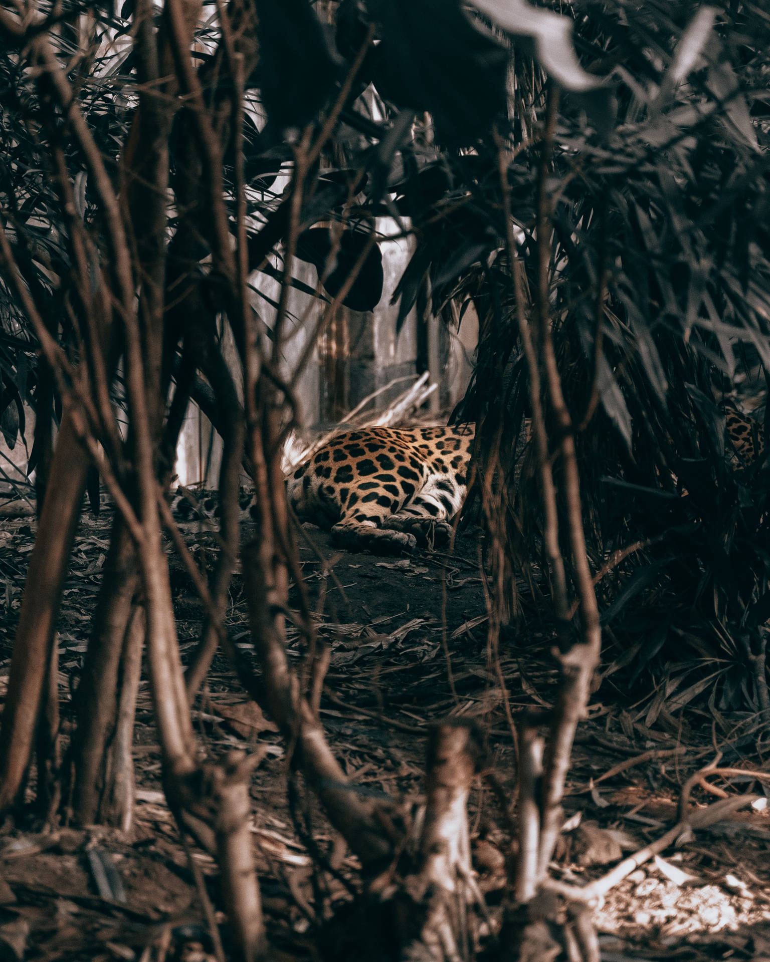 2624X3280 Jungle Wallpaper and Background