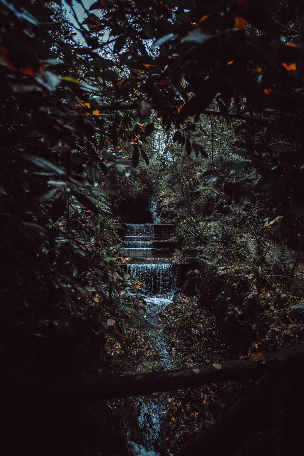 3582X5373 Jungle Wallpaper and Background