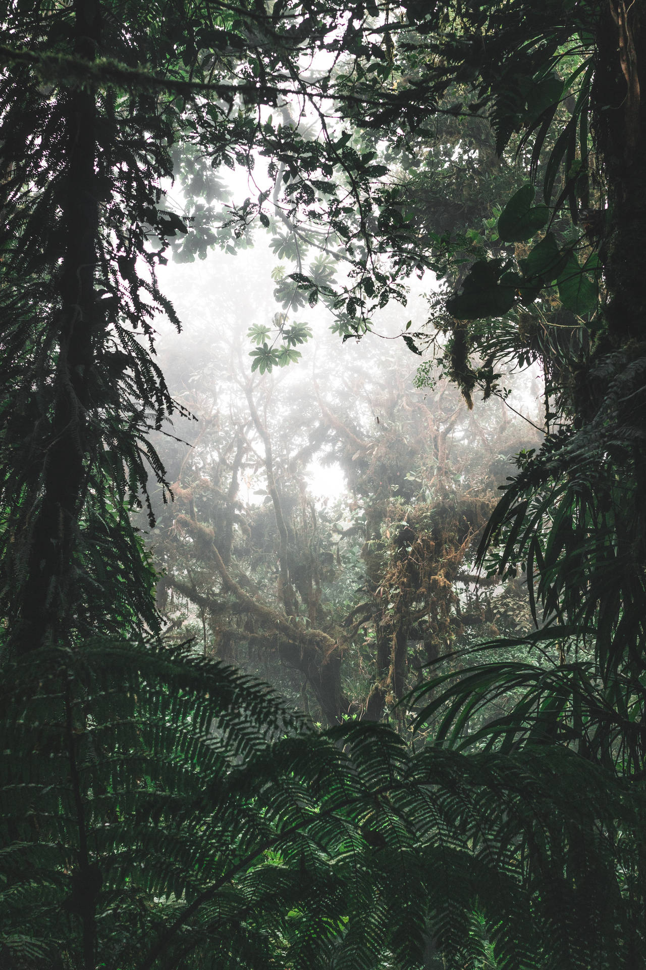 4000X6000 Jungle Wallpaper and Background