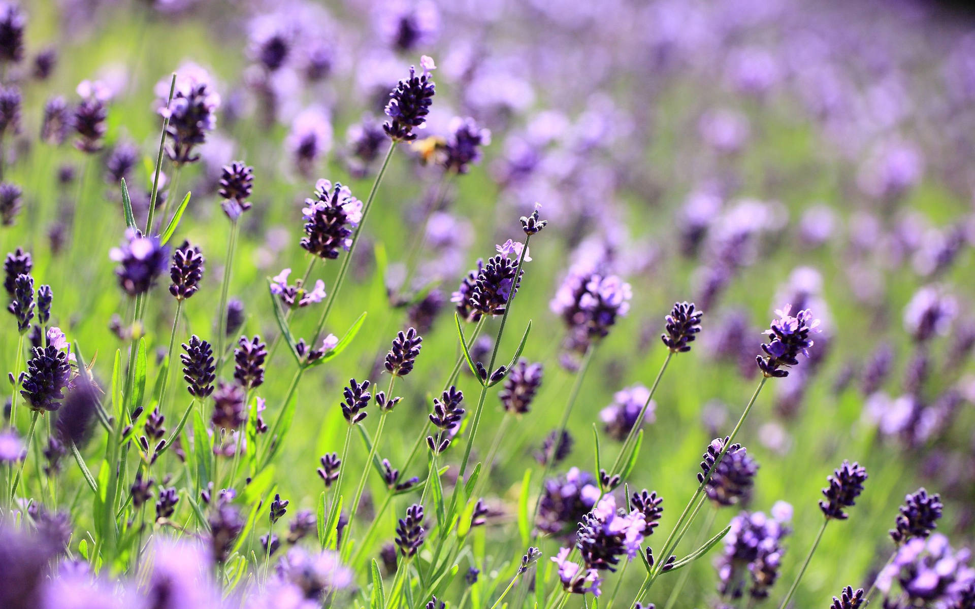 Lavender 2560X1600 Wallpaper and Background Image