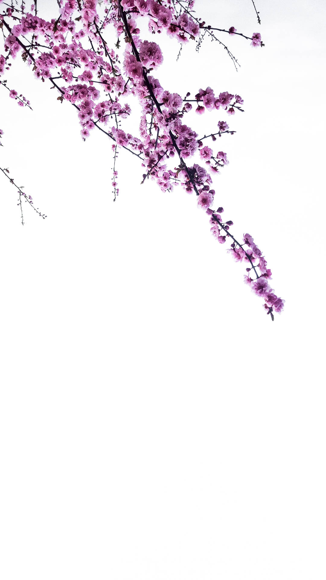 2977X5293 Lavender Wallpaper and Background