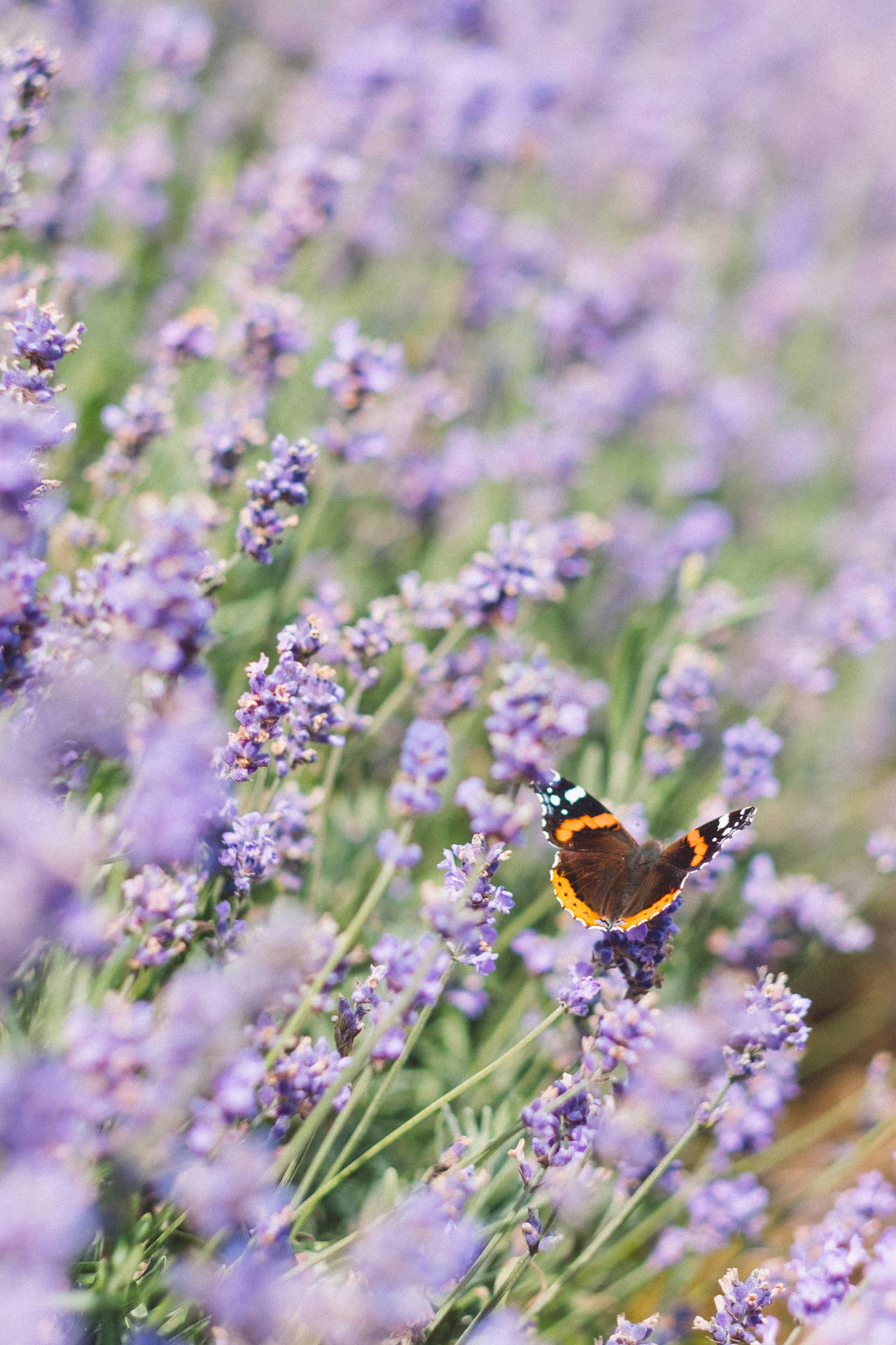 2987X4481 Lavender Wallpaper and Background
