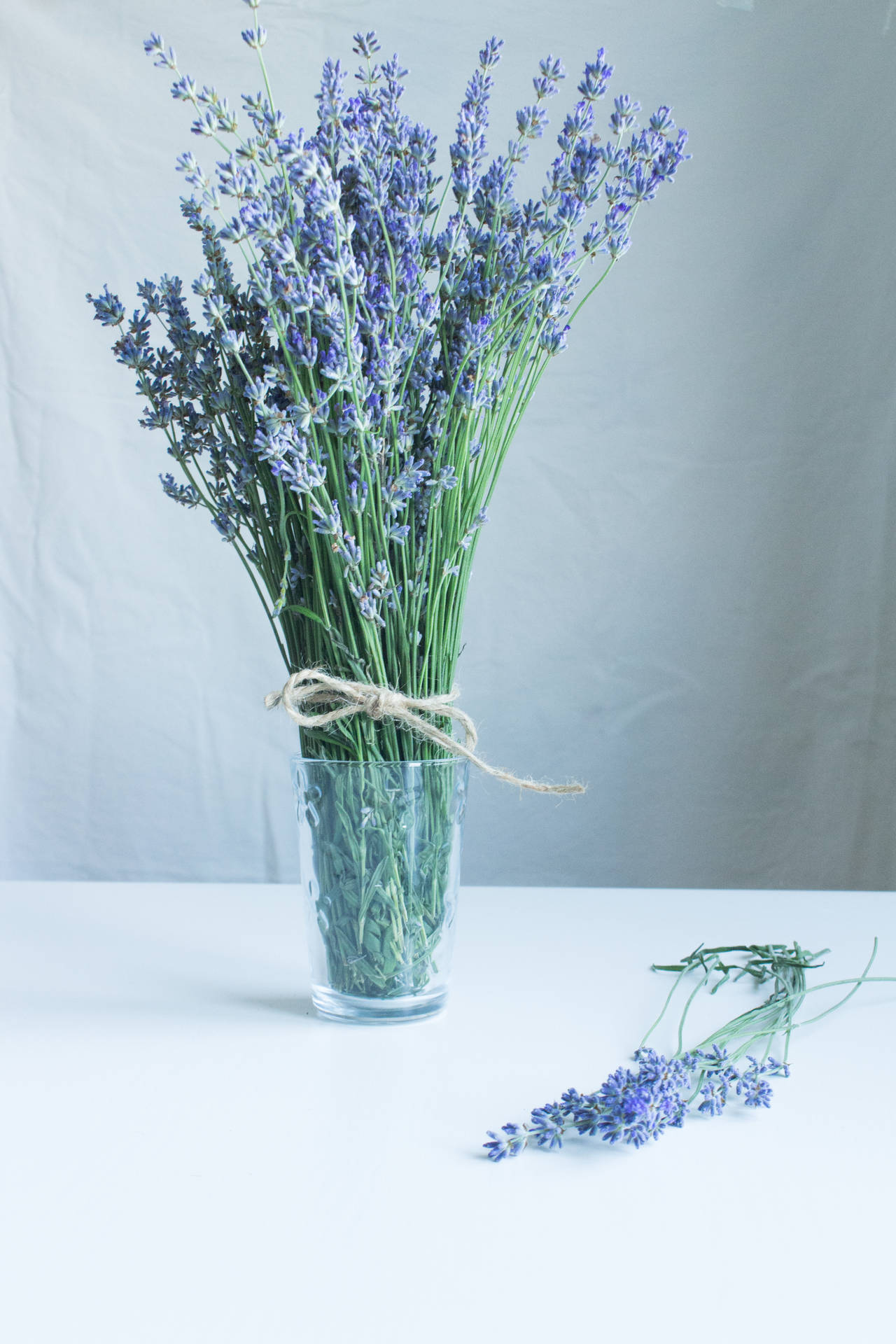 Lavender 3155X4732 Wallpaper and Background Image