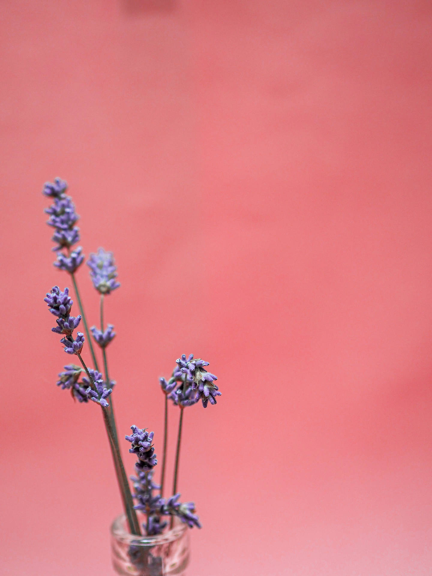 3456X4608 Lavender Wallpaper and Background