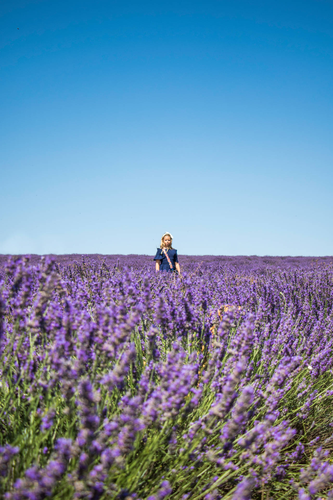 3563X5344 Lavender Wallpaper and Background