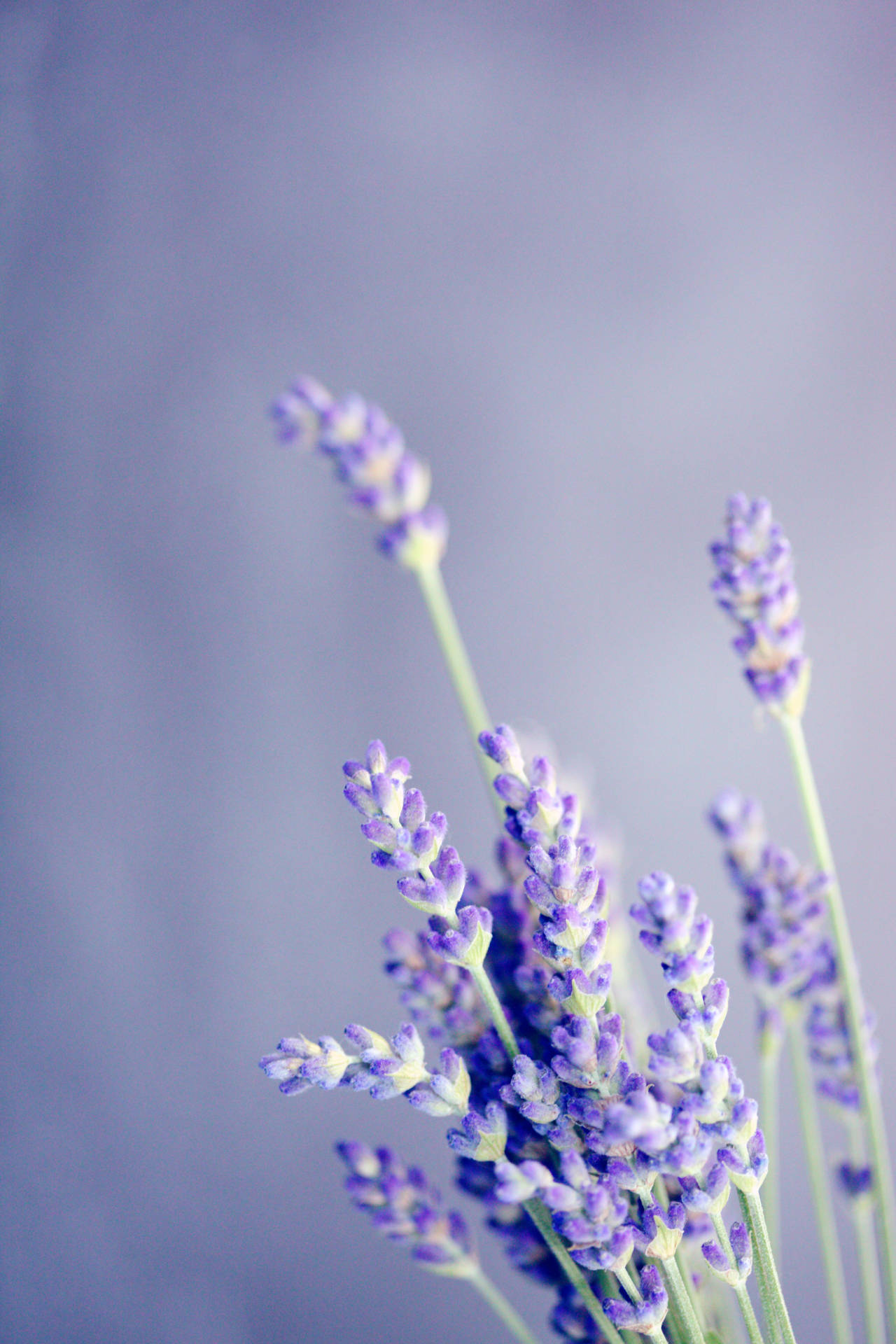 3744X5616 Lavender Wallpaper and Background