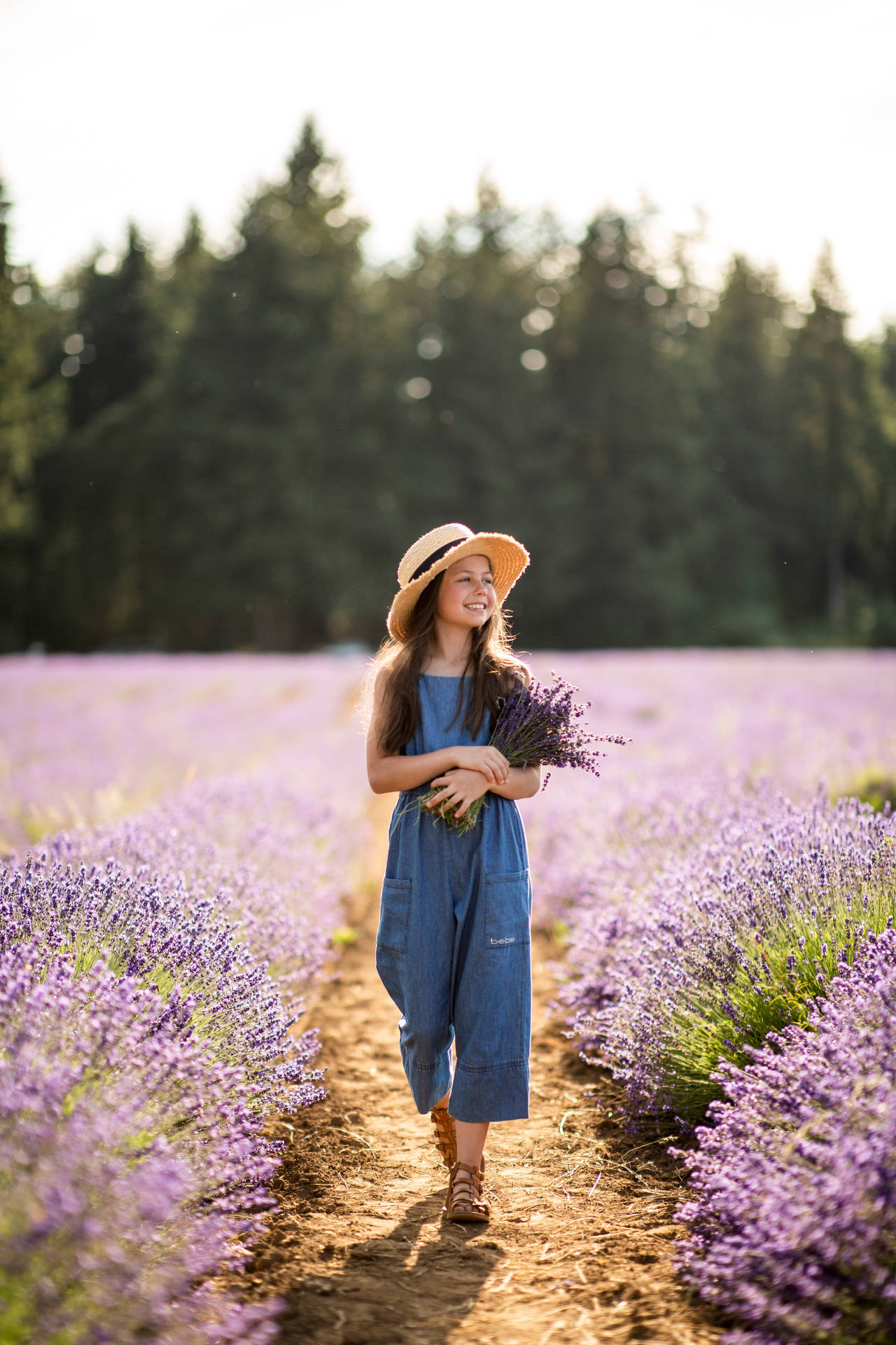 3783X5674 Lavender Wallpaper and Background