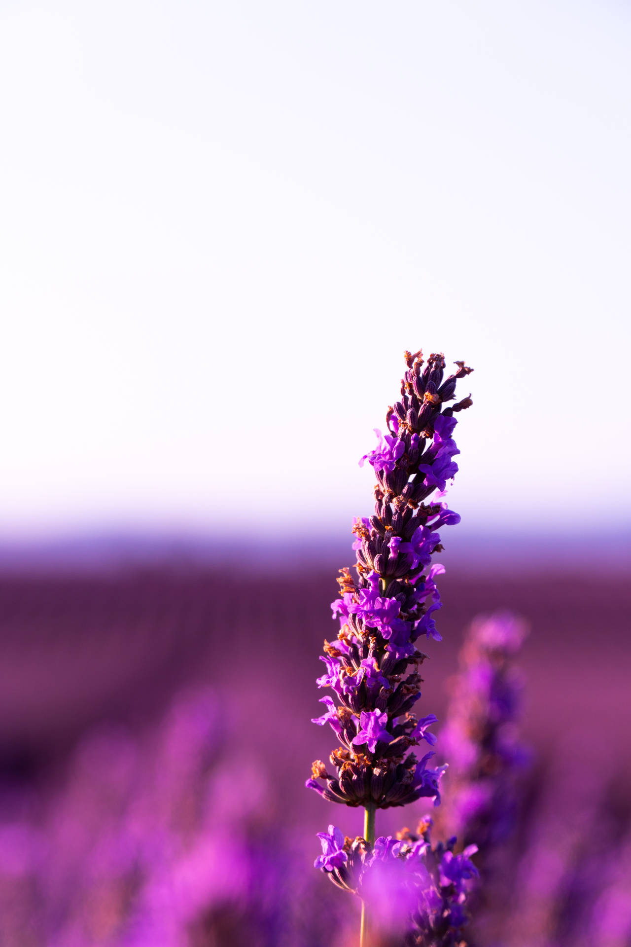 4000X6000 Lavender Wallpaper and Background