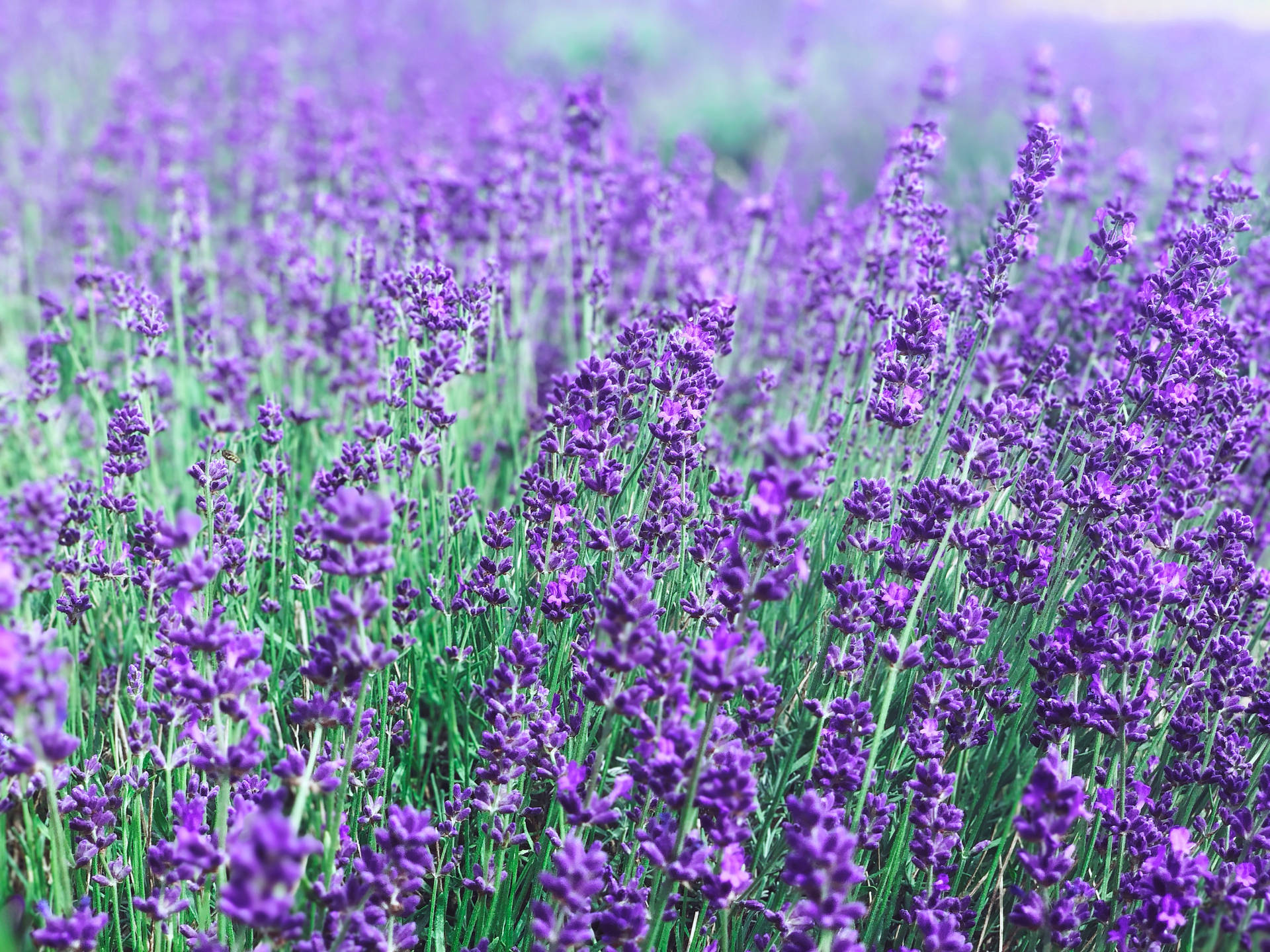 4032X3024 Lavender Wallpaper and Background