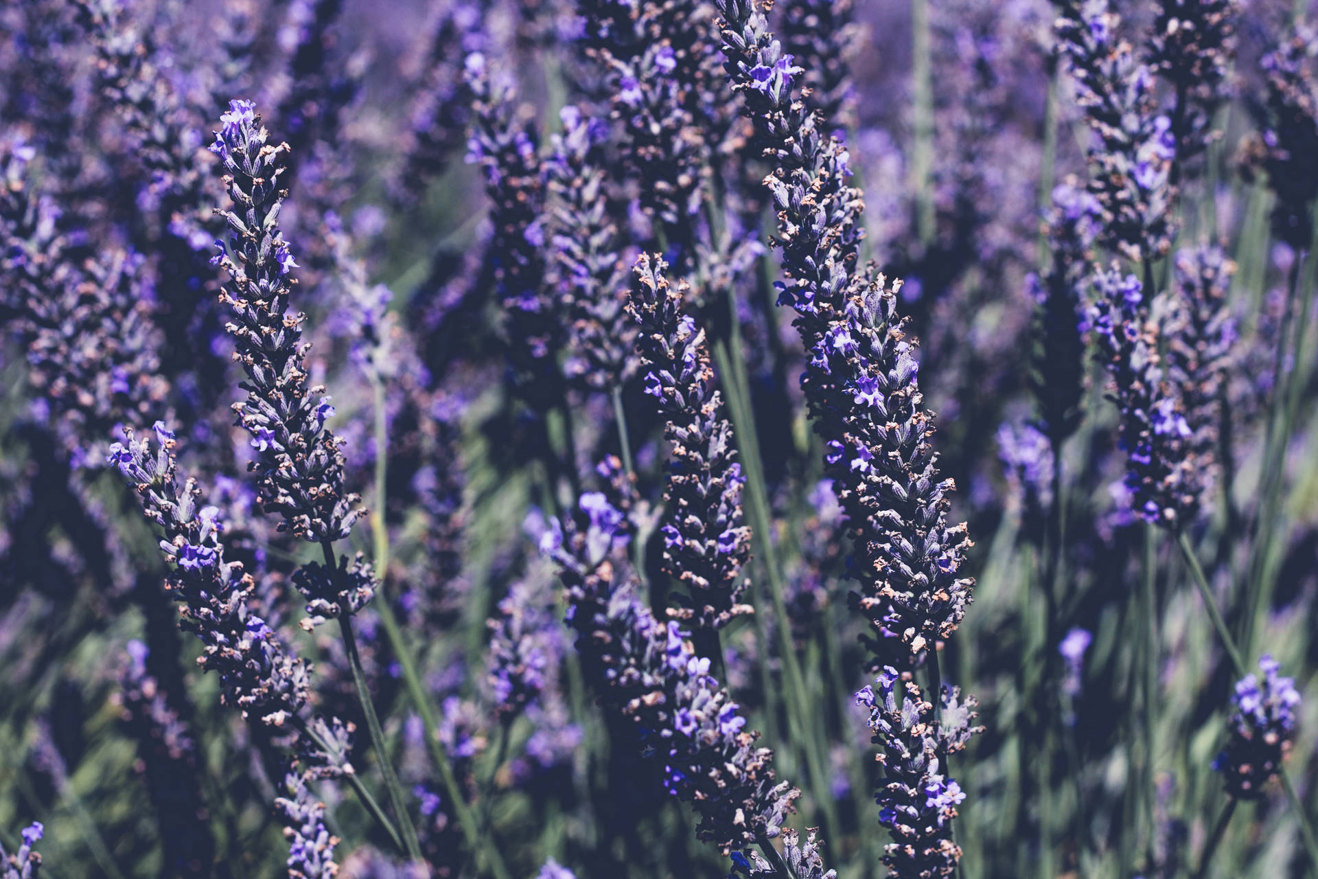 4272X2848 Lavender Wallpaper and Background