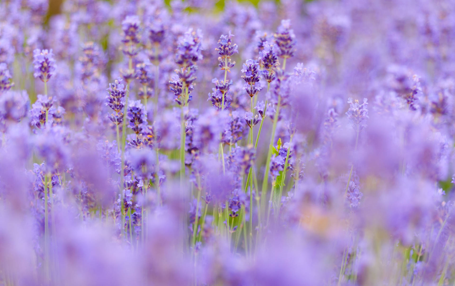 4288X2692 Lavender Wallpaper and Background