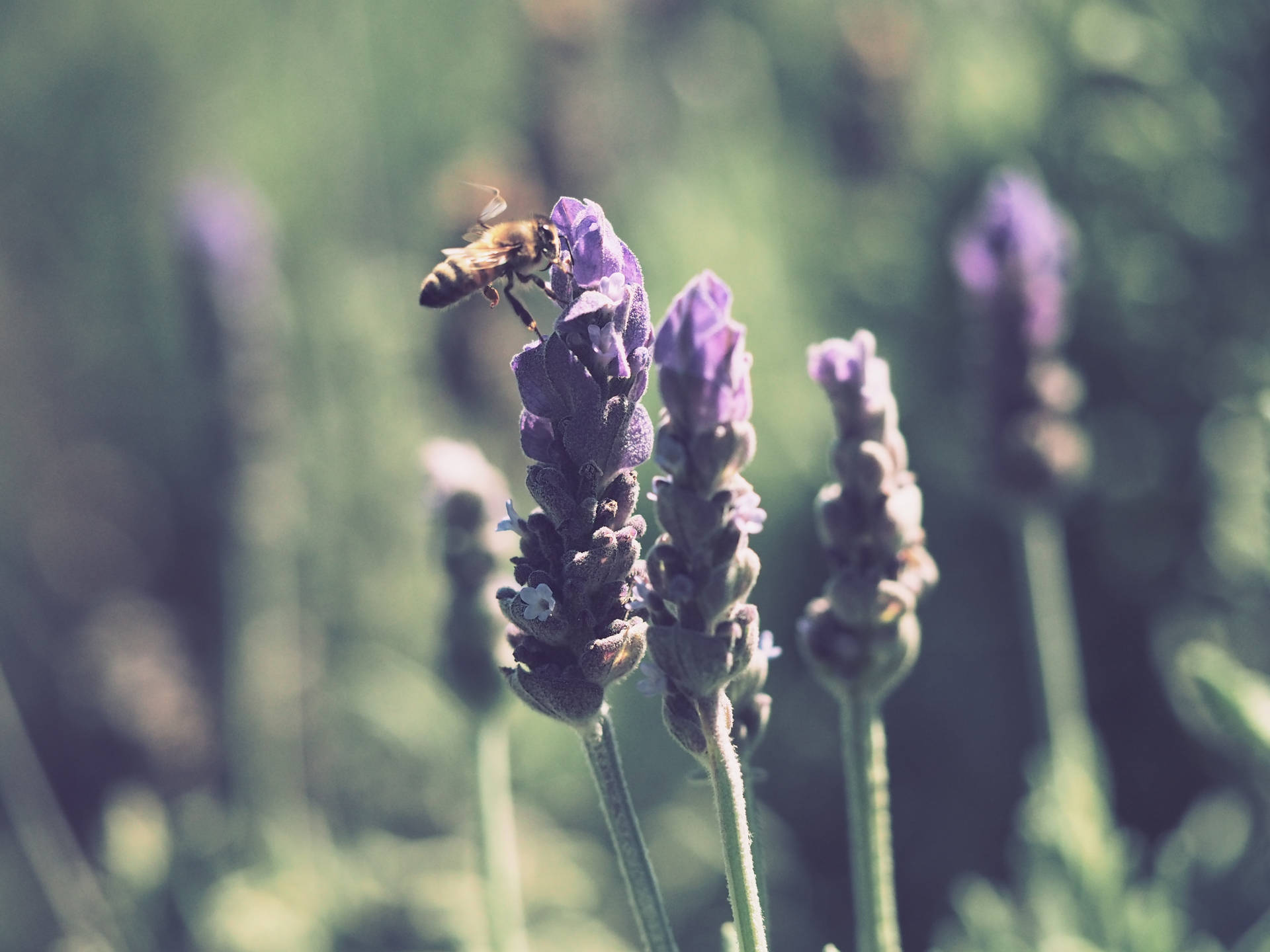 4608X3456 Lavender Wallpaper and Background