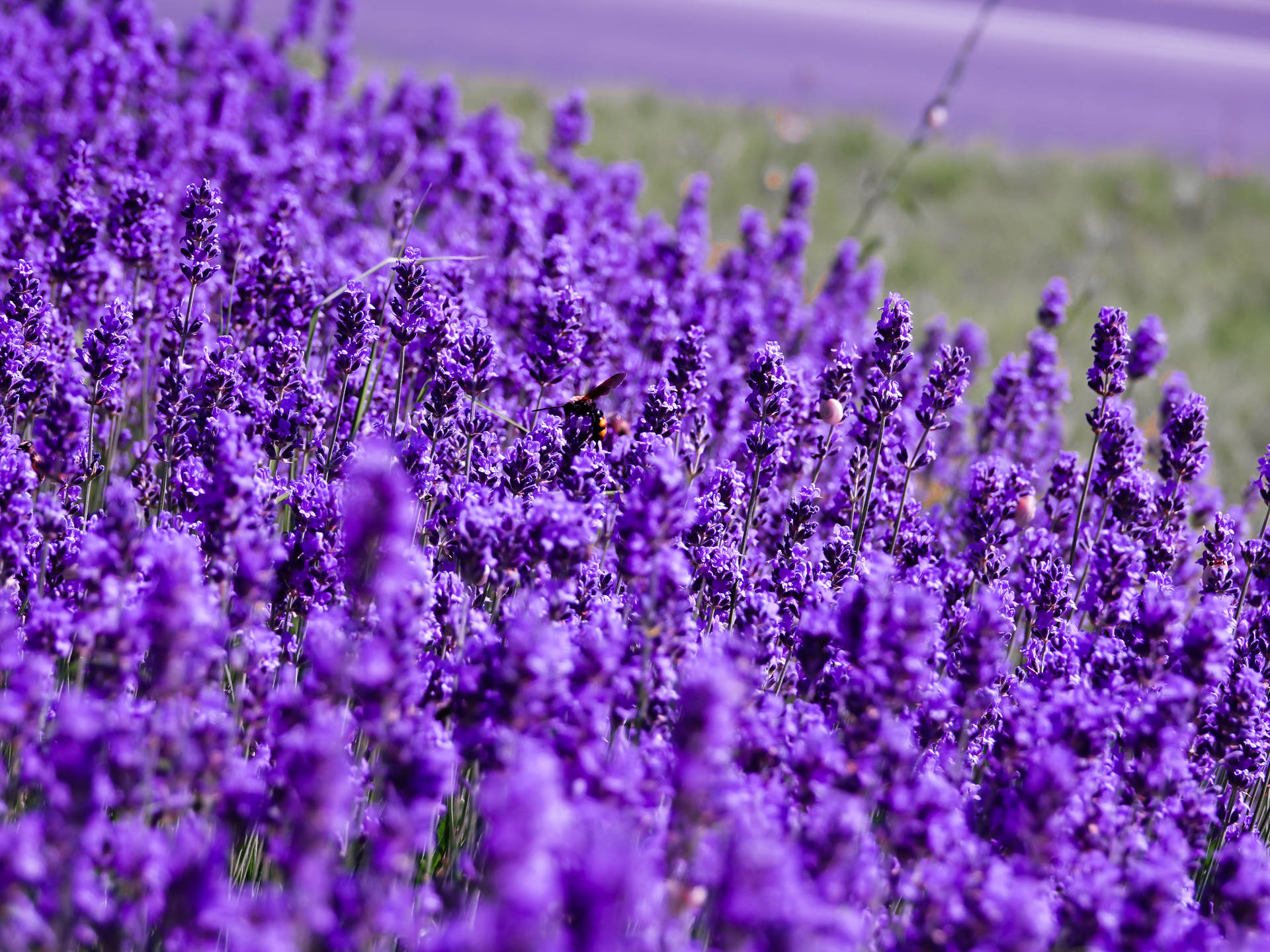 4864X3648 Lavender Wallpaper and Background