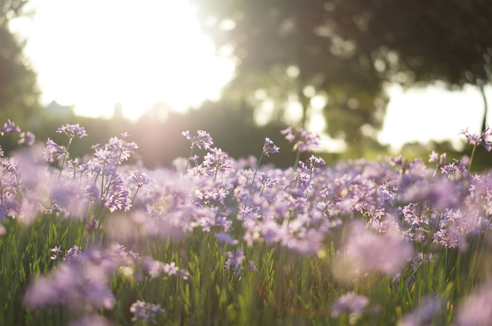 4912X3264 Lavender Wallpaper and Background