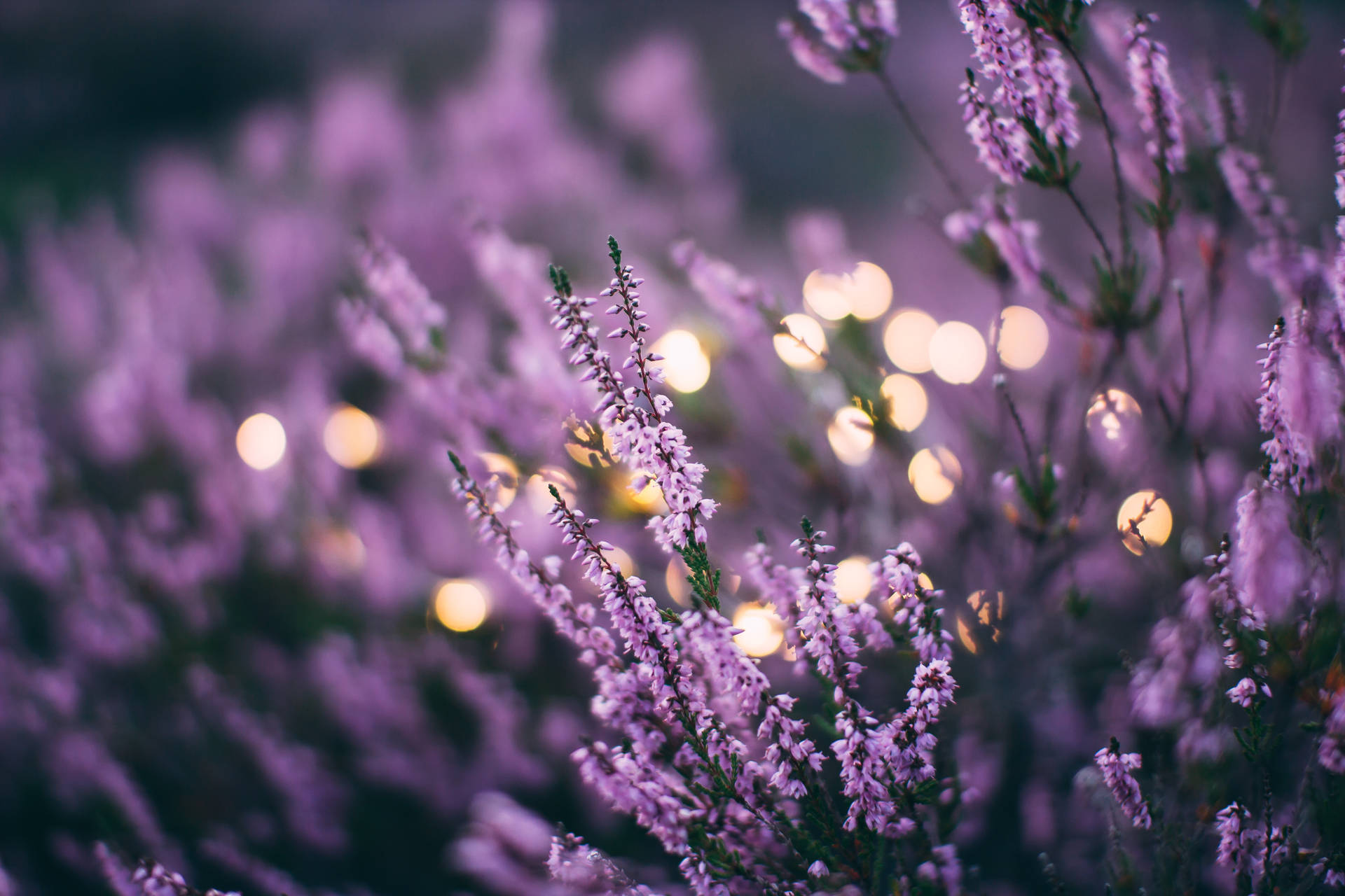 5184X3456 Lavender Wallpaper and Background