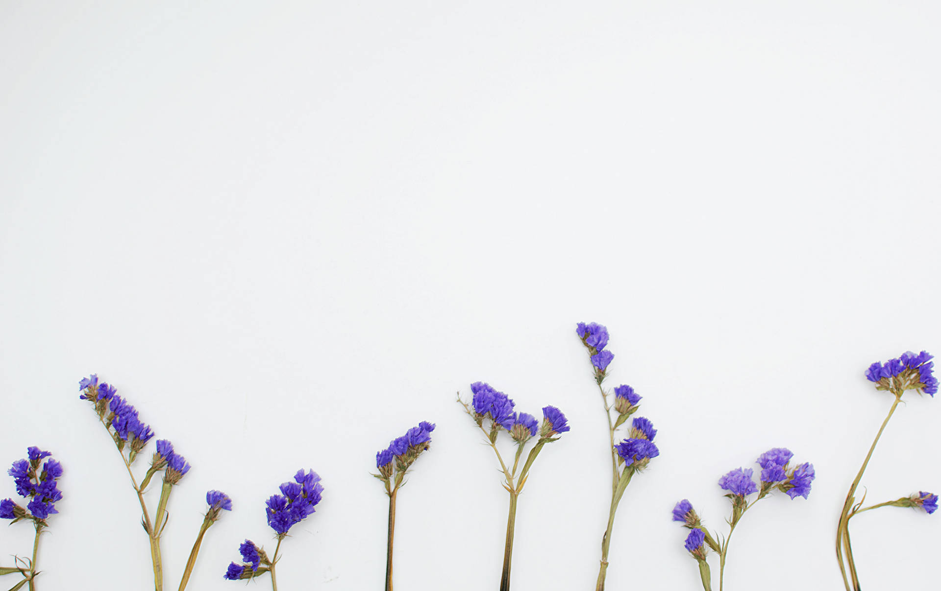 5515X3467 Lavender Wallpaper and Background