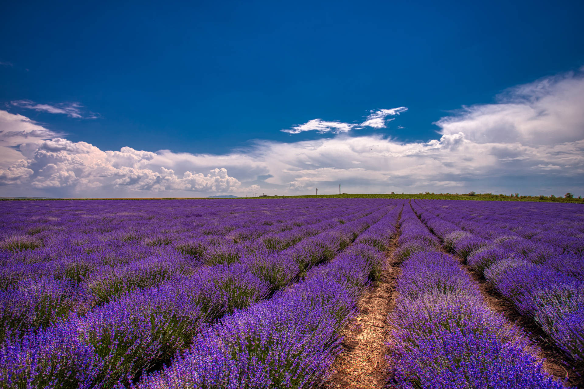 5948X3966 Lavender Wallpaper and Background