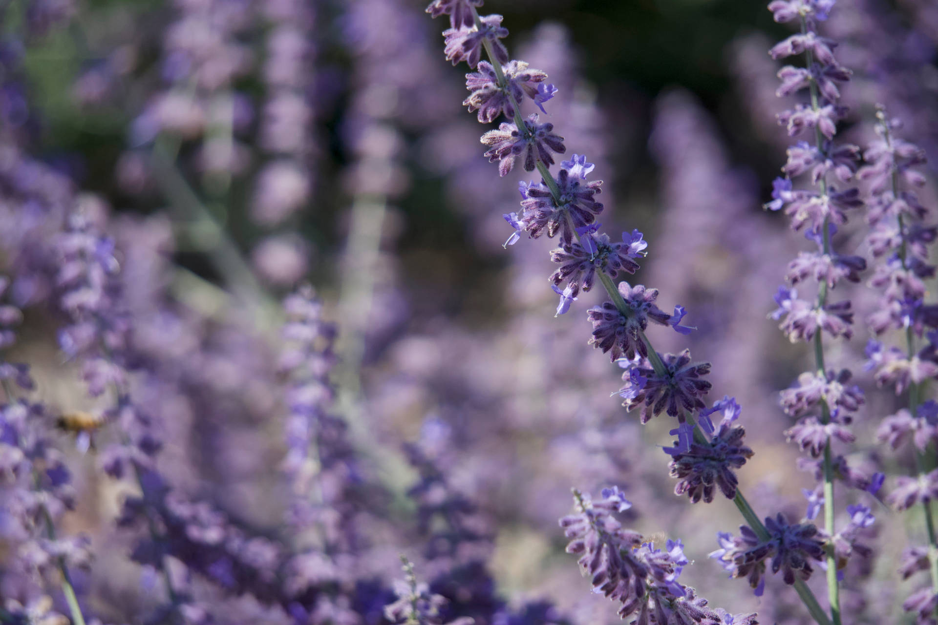 6000X4000 Lavender Wallpaper and Background