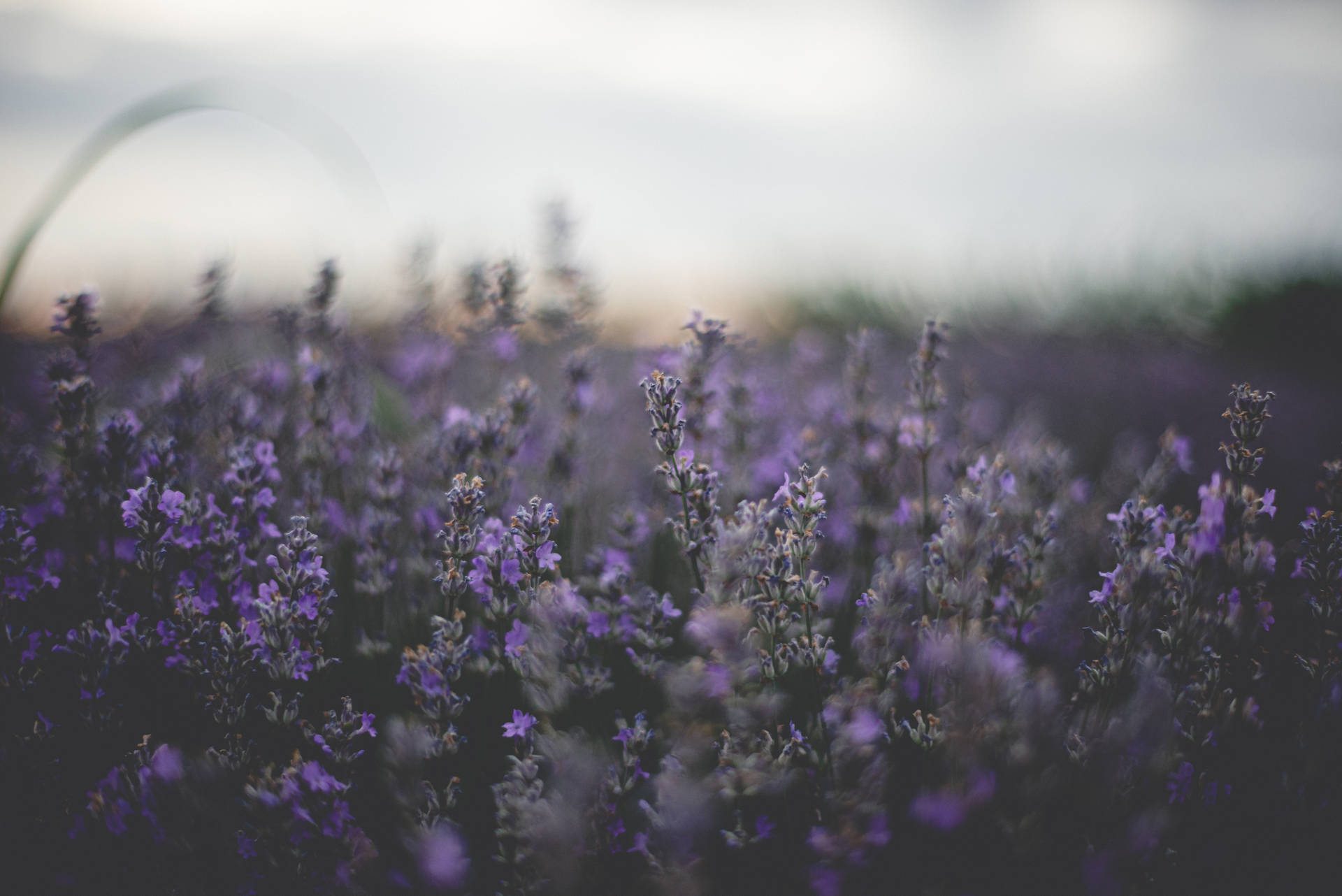 6016X4016 Lavender Wallpaper and Background