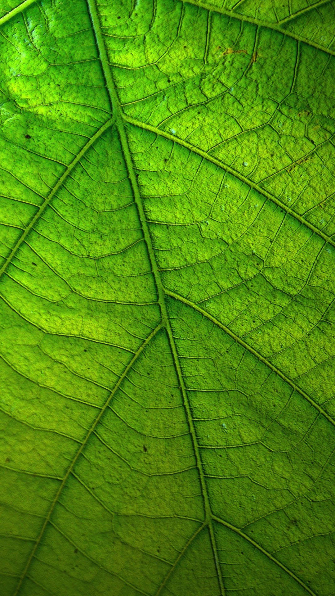 1440X2560 Leaf Wallpaper and Background