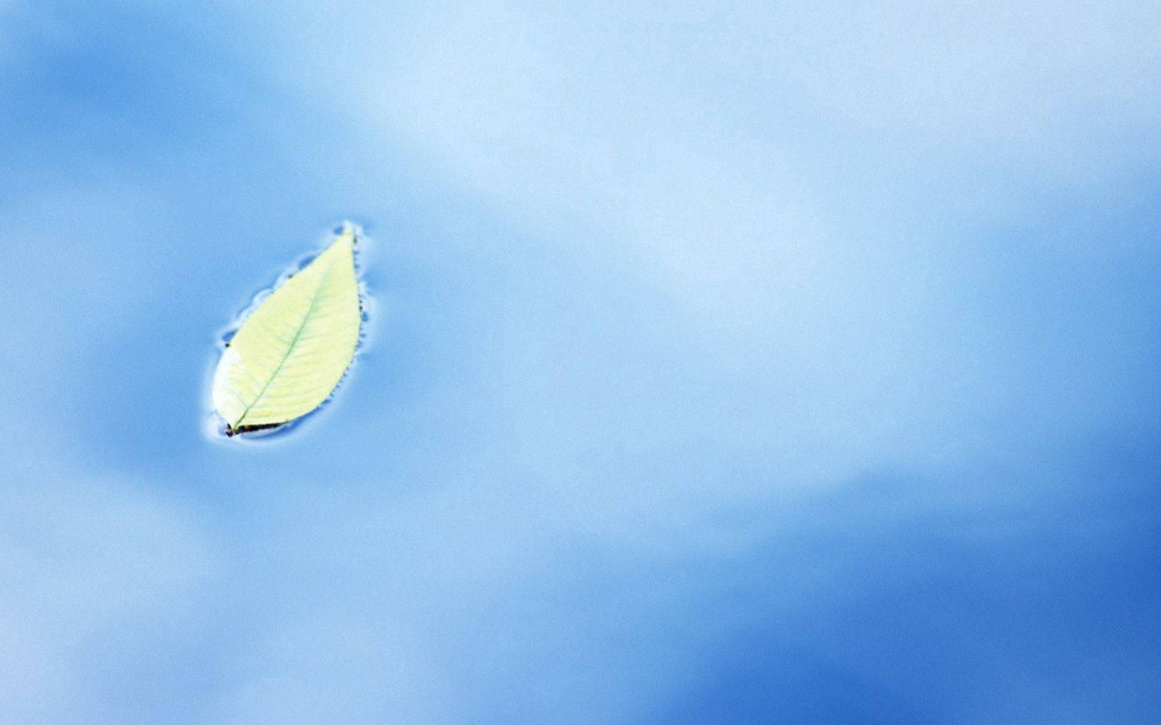 1680X1050 Leaf Wallpaper and Background