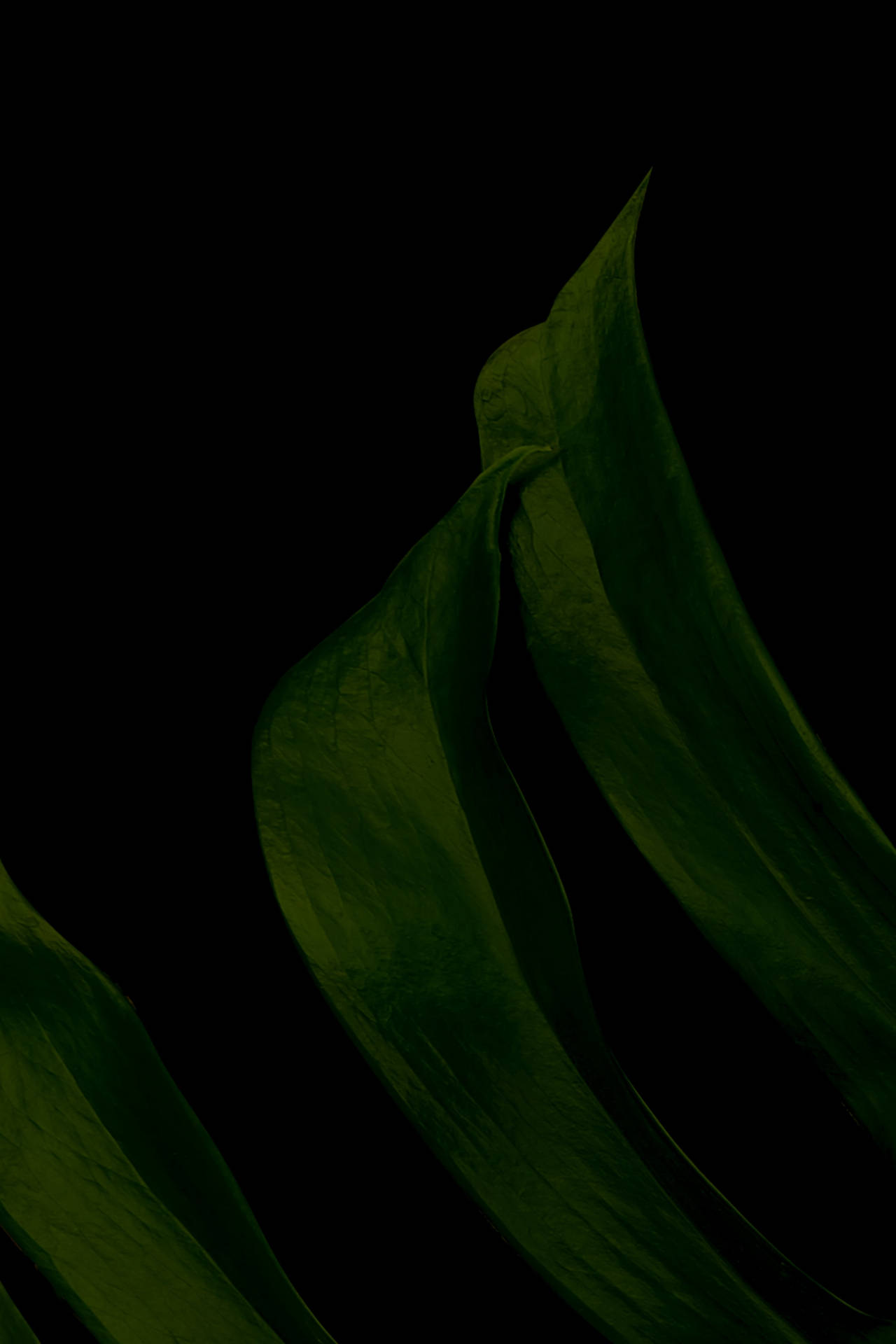2400X3600 Leaf Wallpaper and Background
