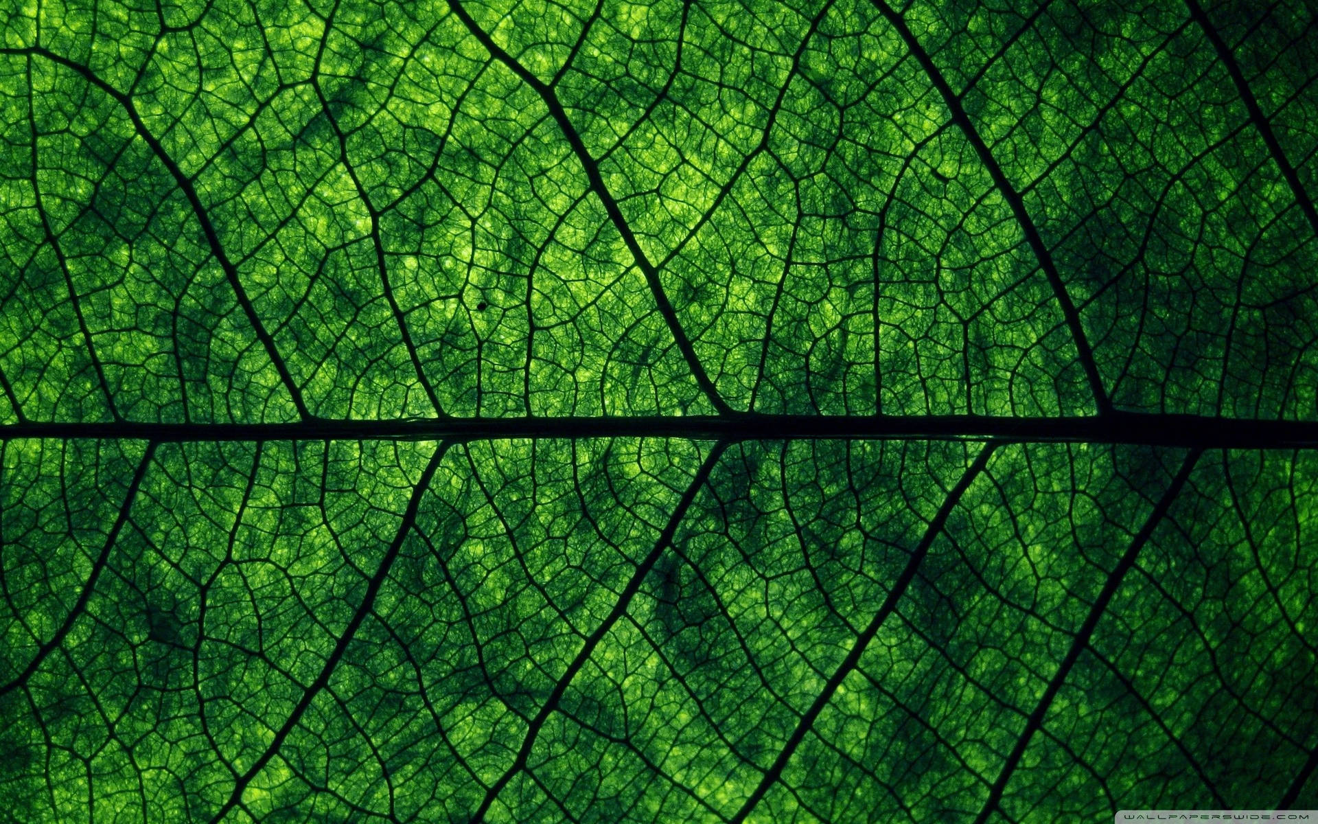 2560X1600 Leaf Wallpaper and Background