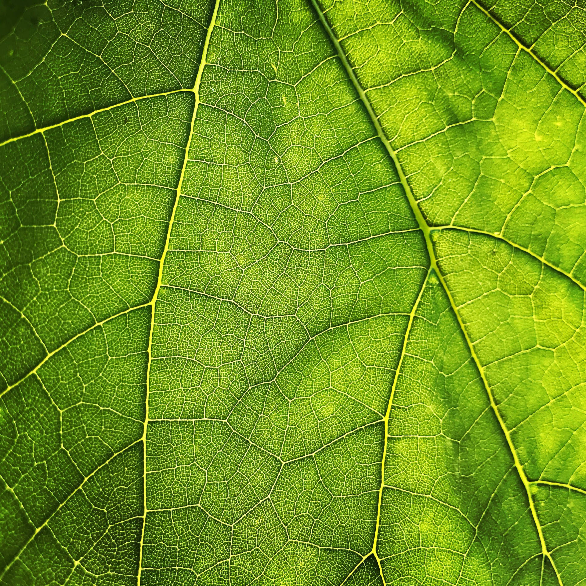 3021X3021 Leaf Wallpaper and Background