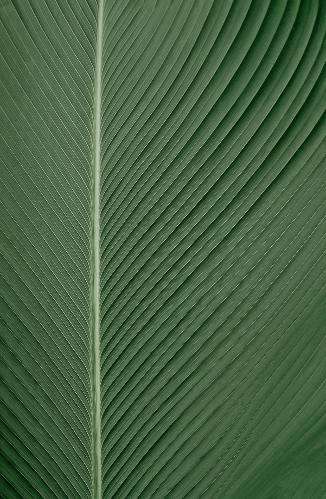 3128X4794 Leaf Wallpaper and Background
