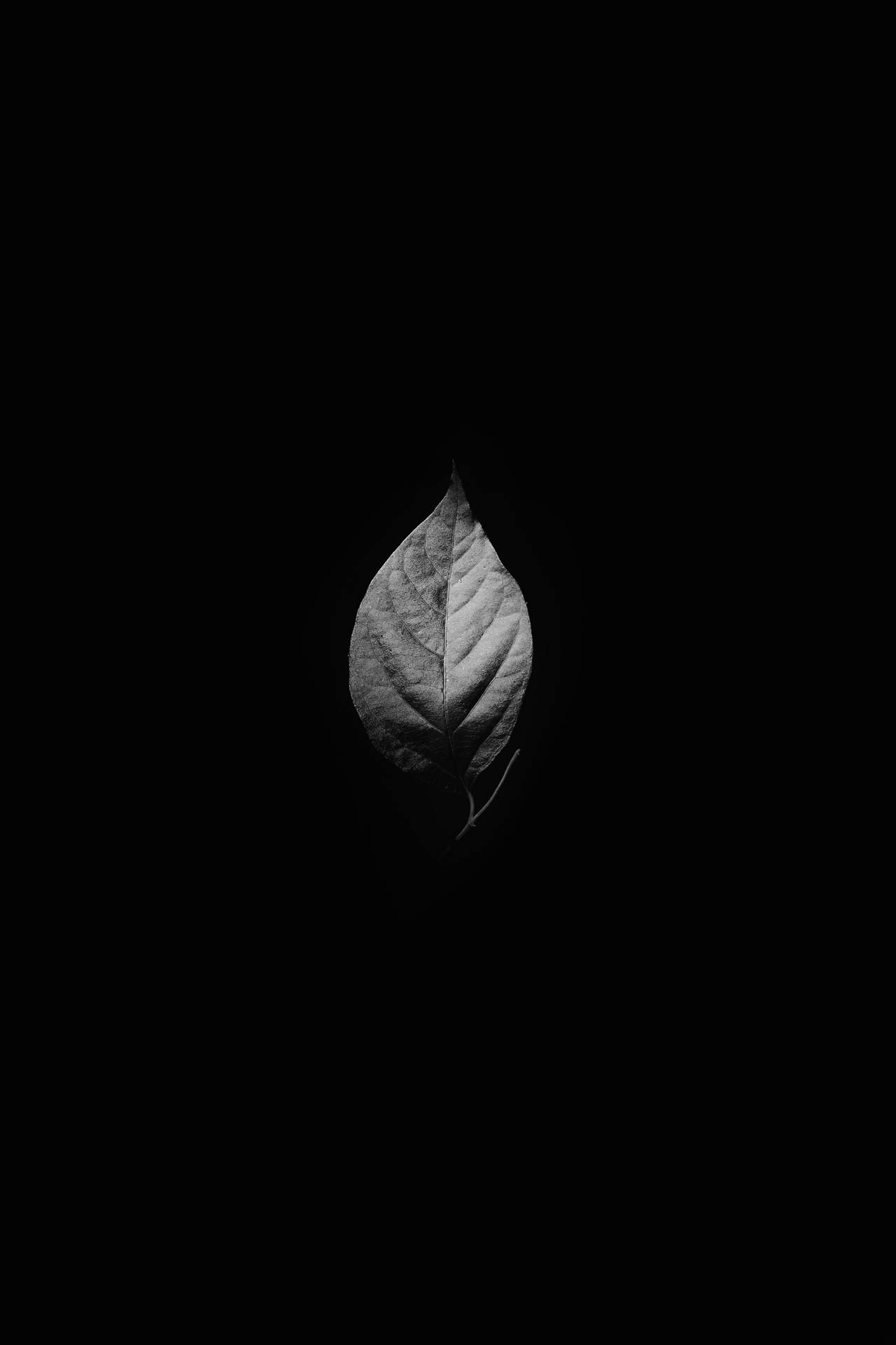 3217X4826 Leaf Wallpaper and Background