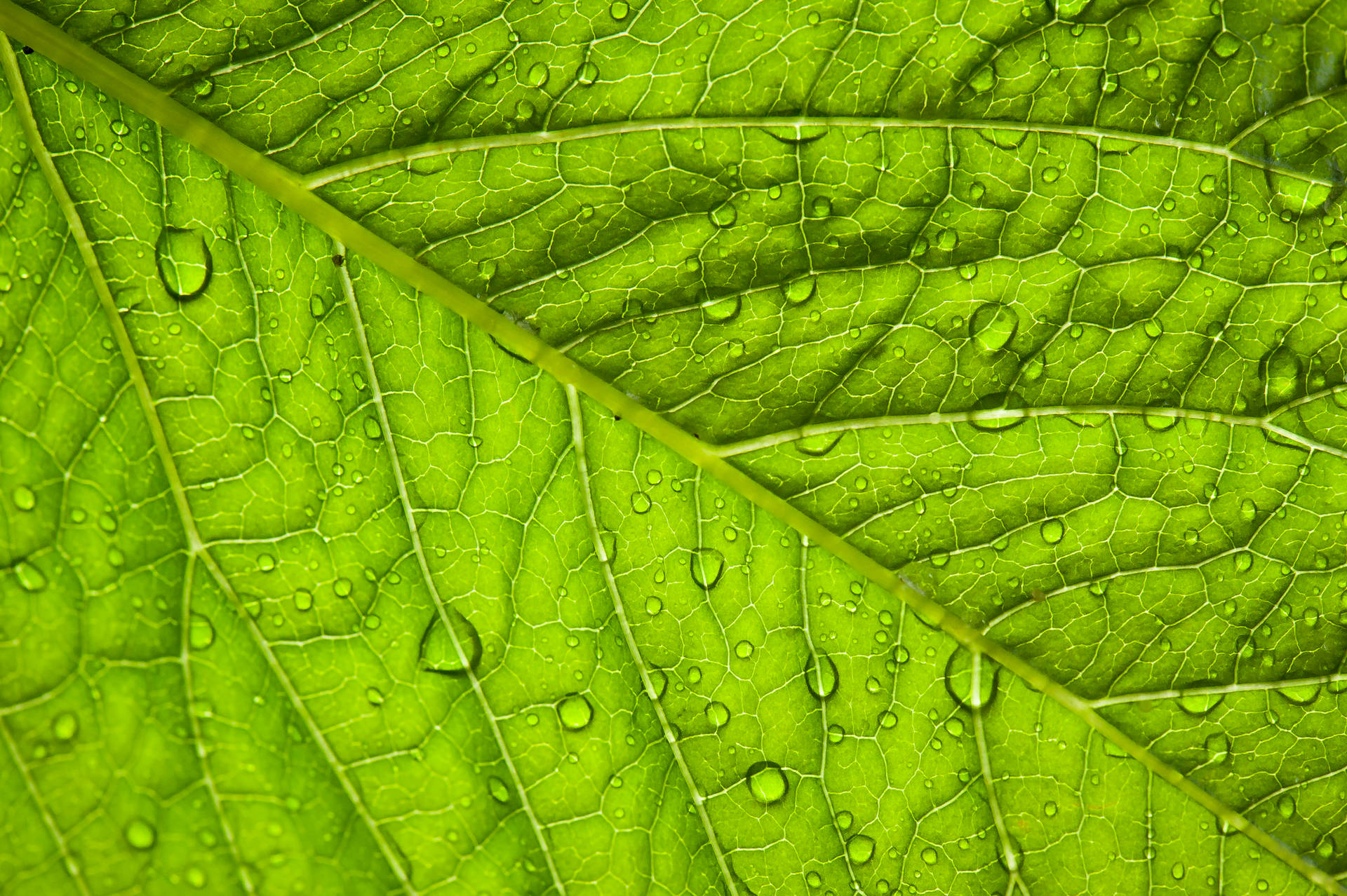 3838X2554 Leaf Wallpaper and Background
