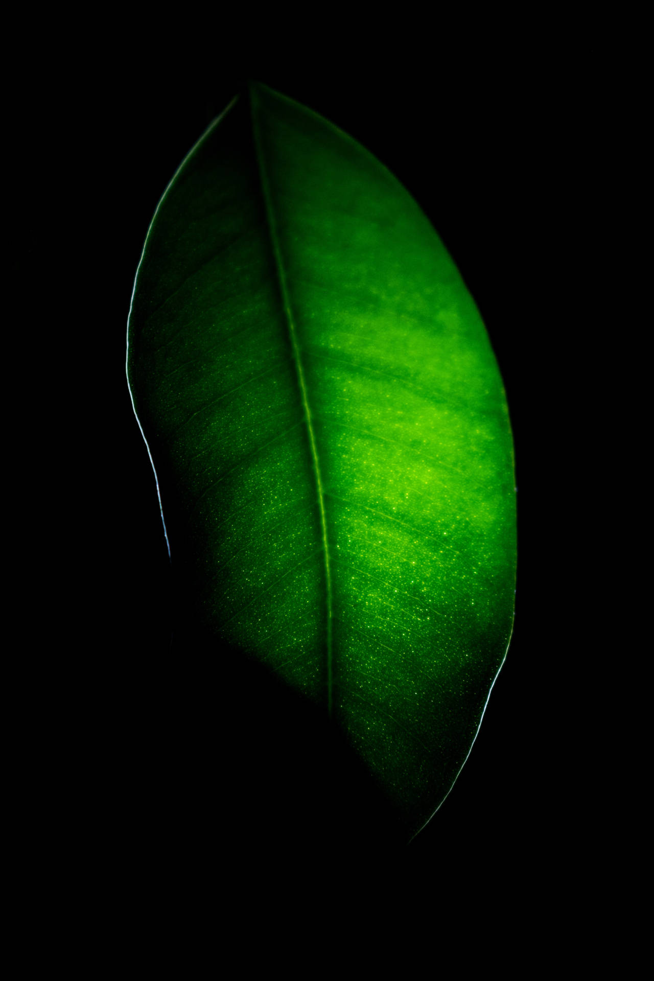 4000X6000 Leaf Wallpaper and Background