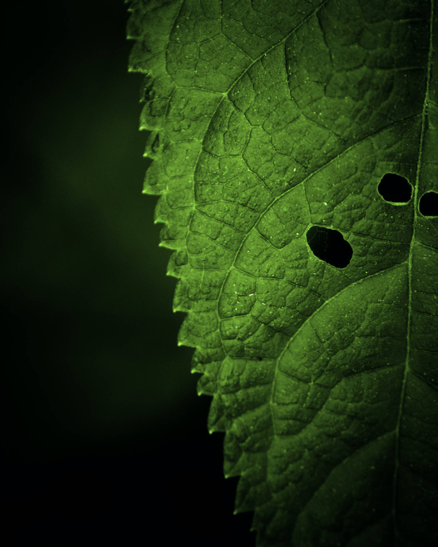 4016X5020 Leaf Wallpaper and Background