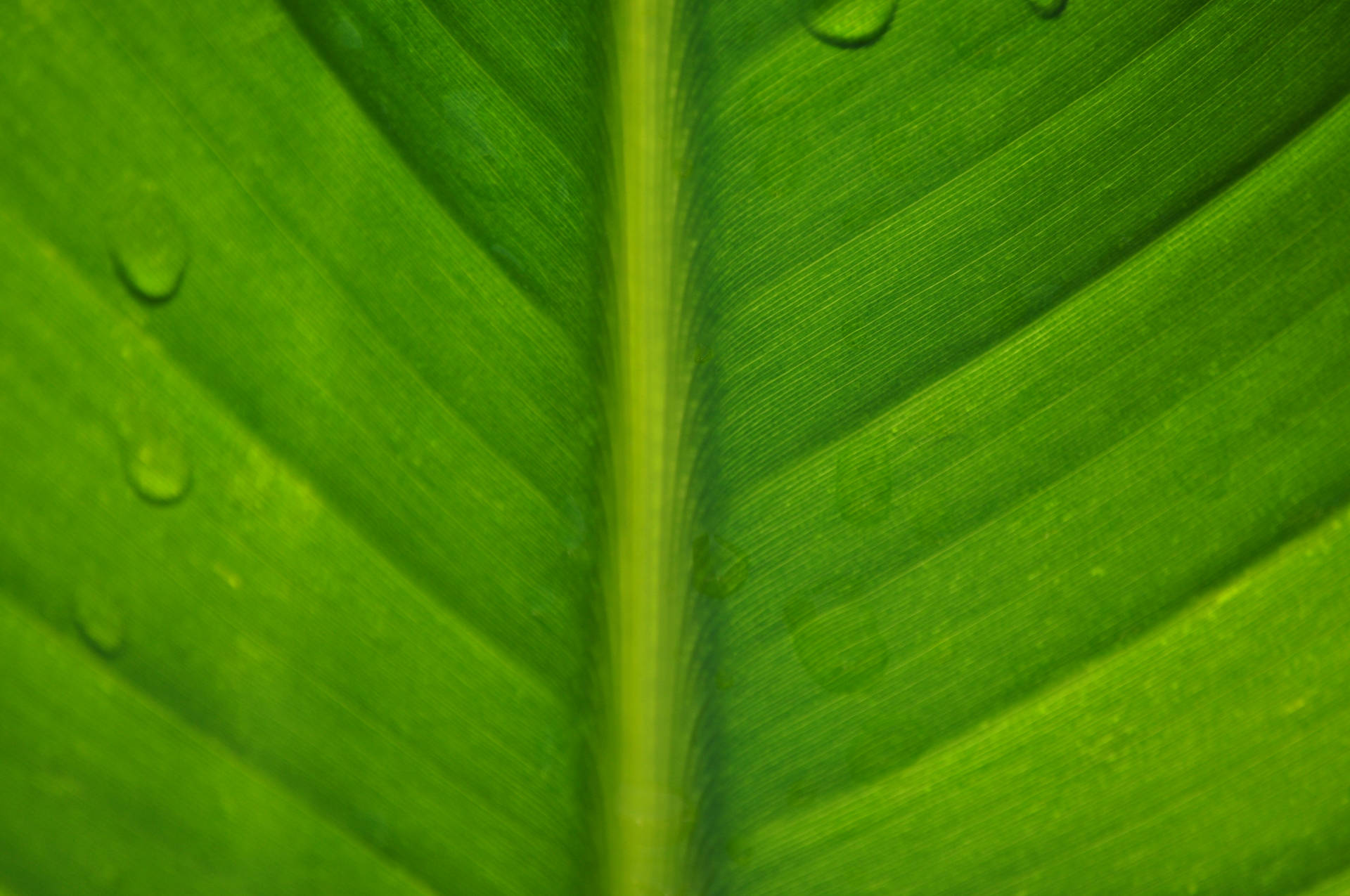 4095X2720 Leaf Wallpaper and Background