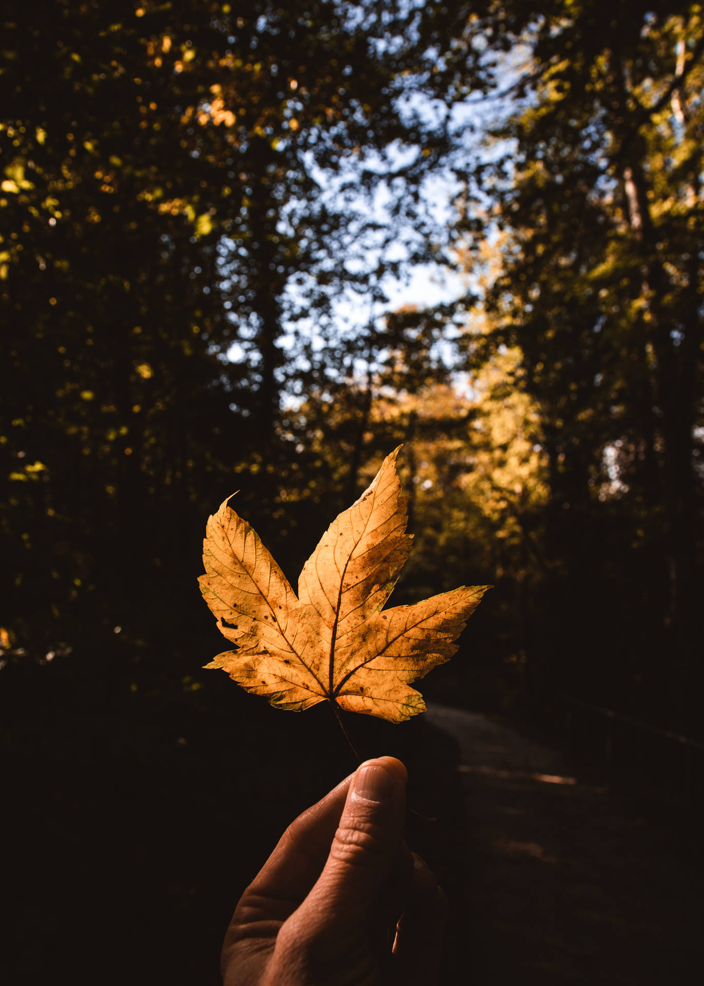 4160X5824 Leaf Wallpaper and Background