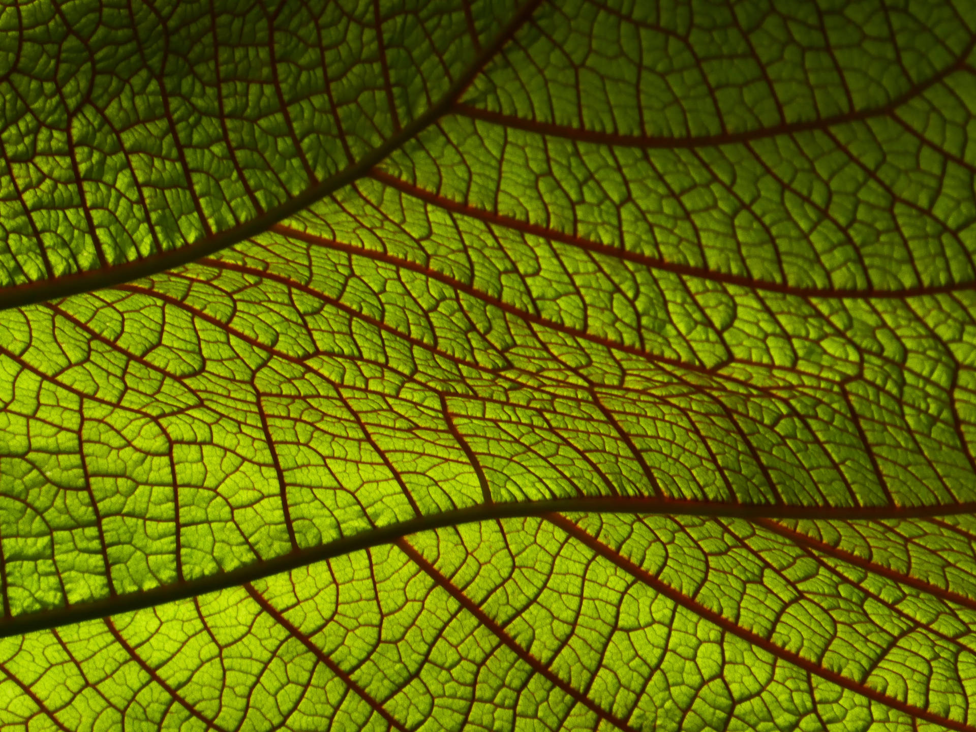 4596X3447 Leaf Wallpaper and Background