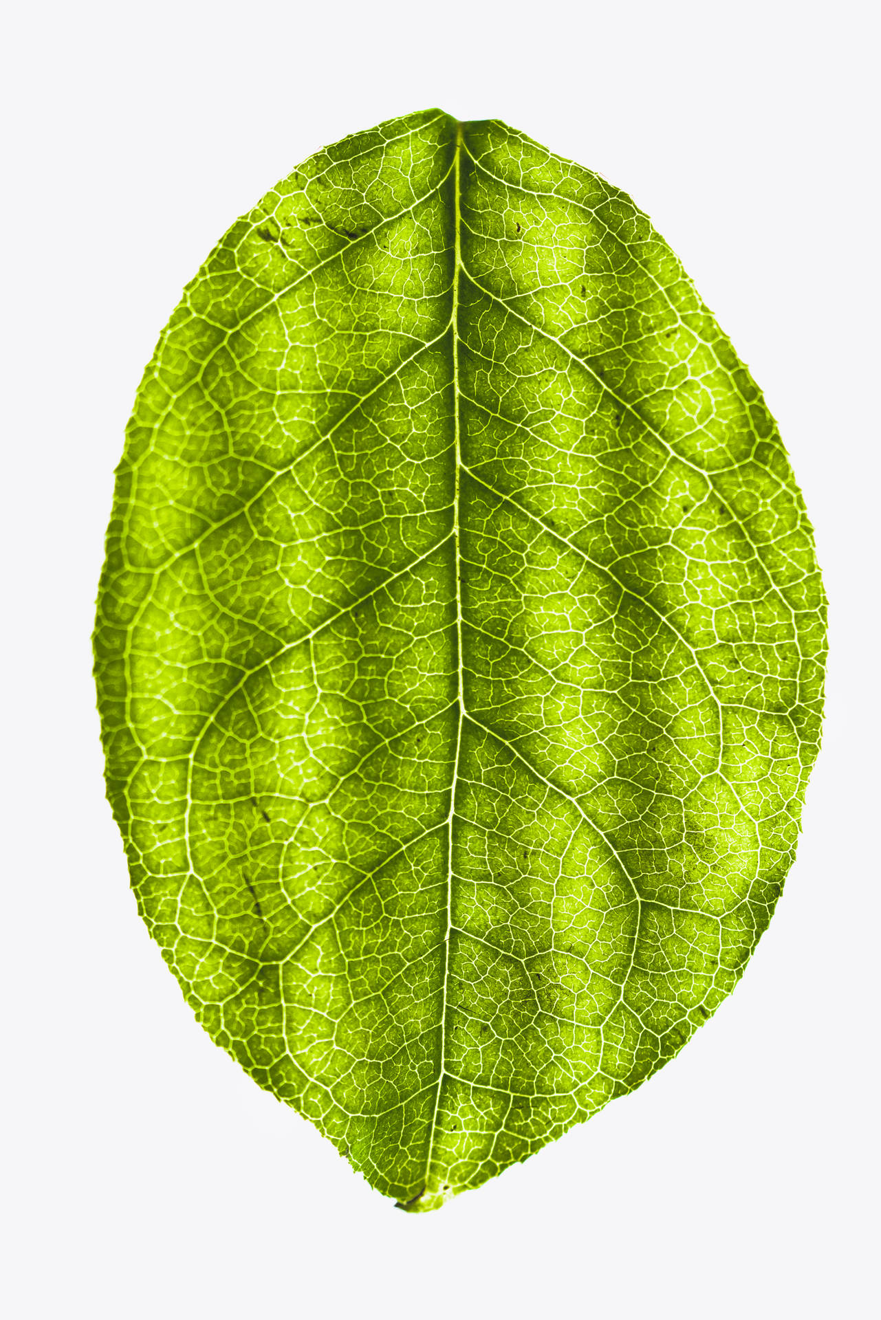 4997X7491 Leaf Wallpaper and Background