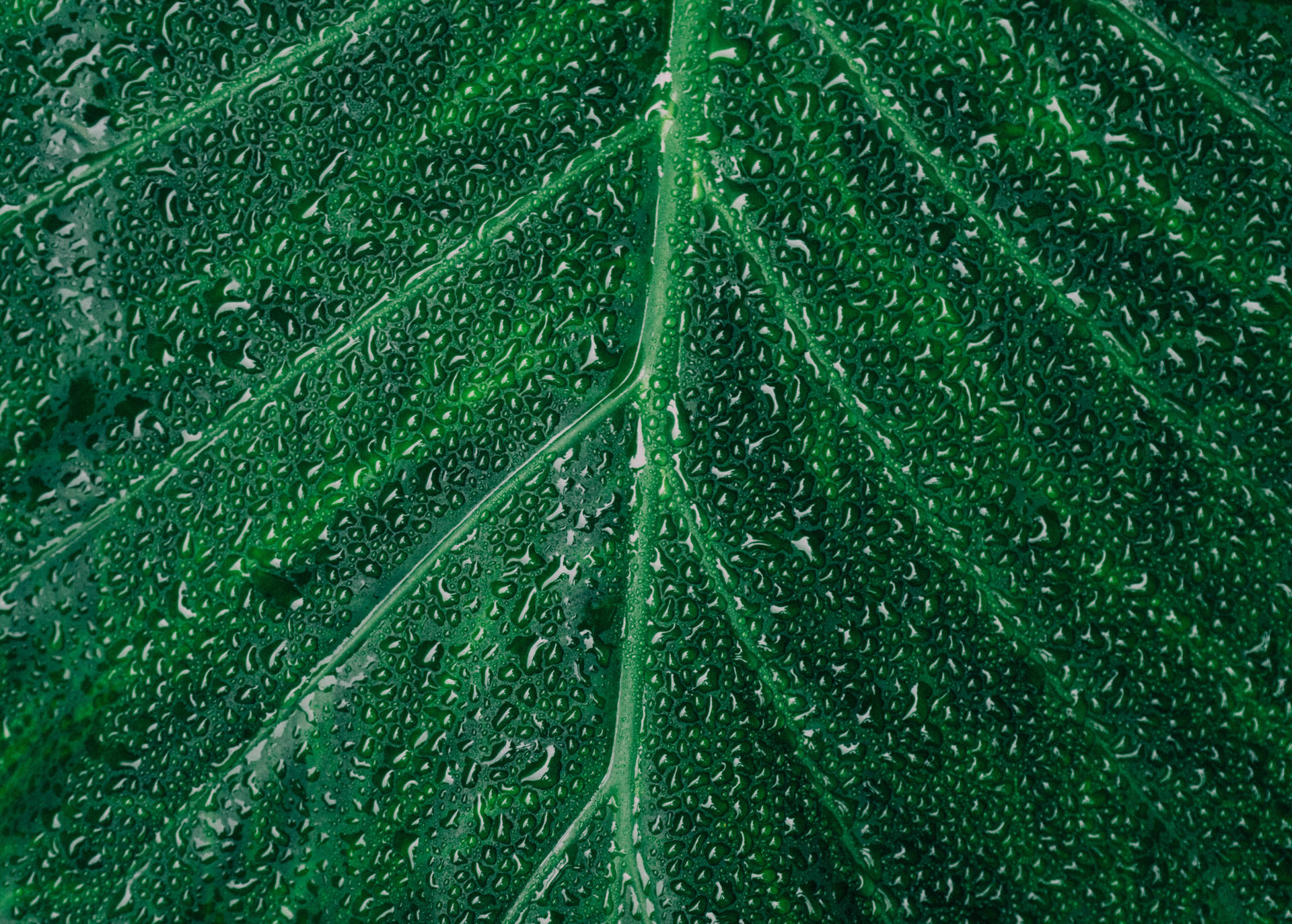 5594X4000 Leaf Wallpaper and Background