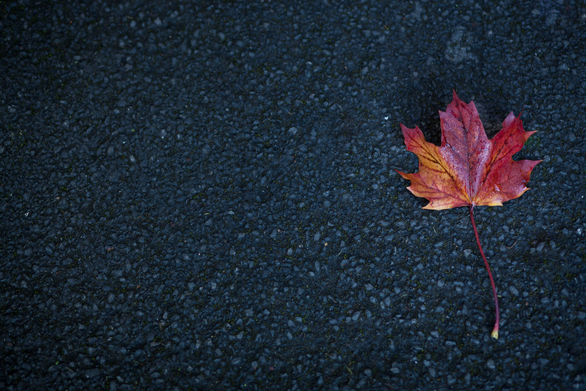 5616X3744 Leaf Wallpaper and Background