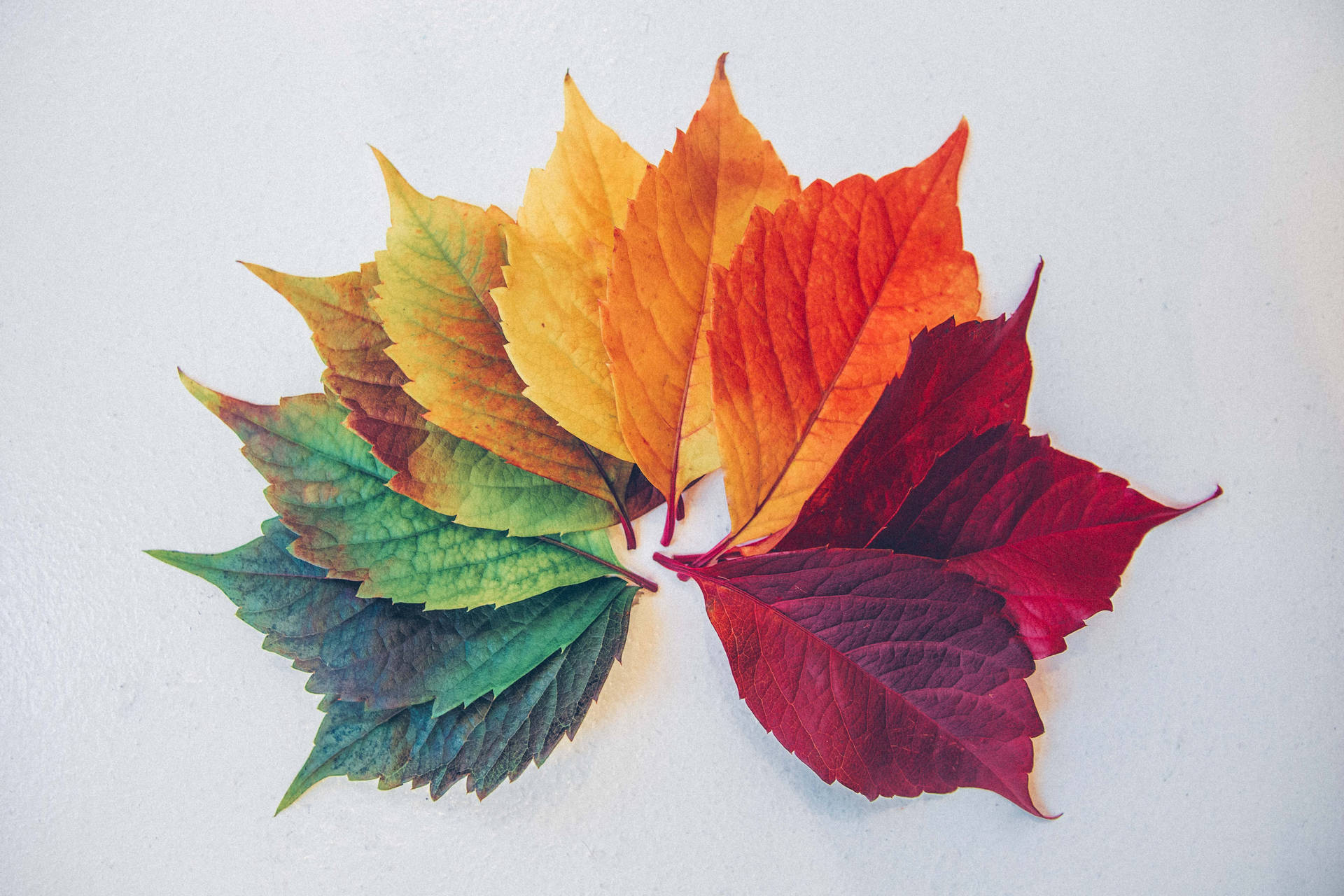 5752X3835 Leaf Wallpaper and Background