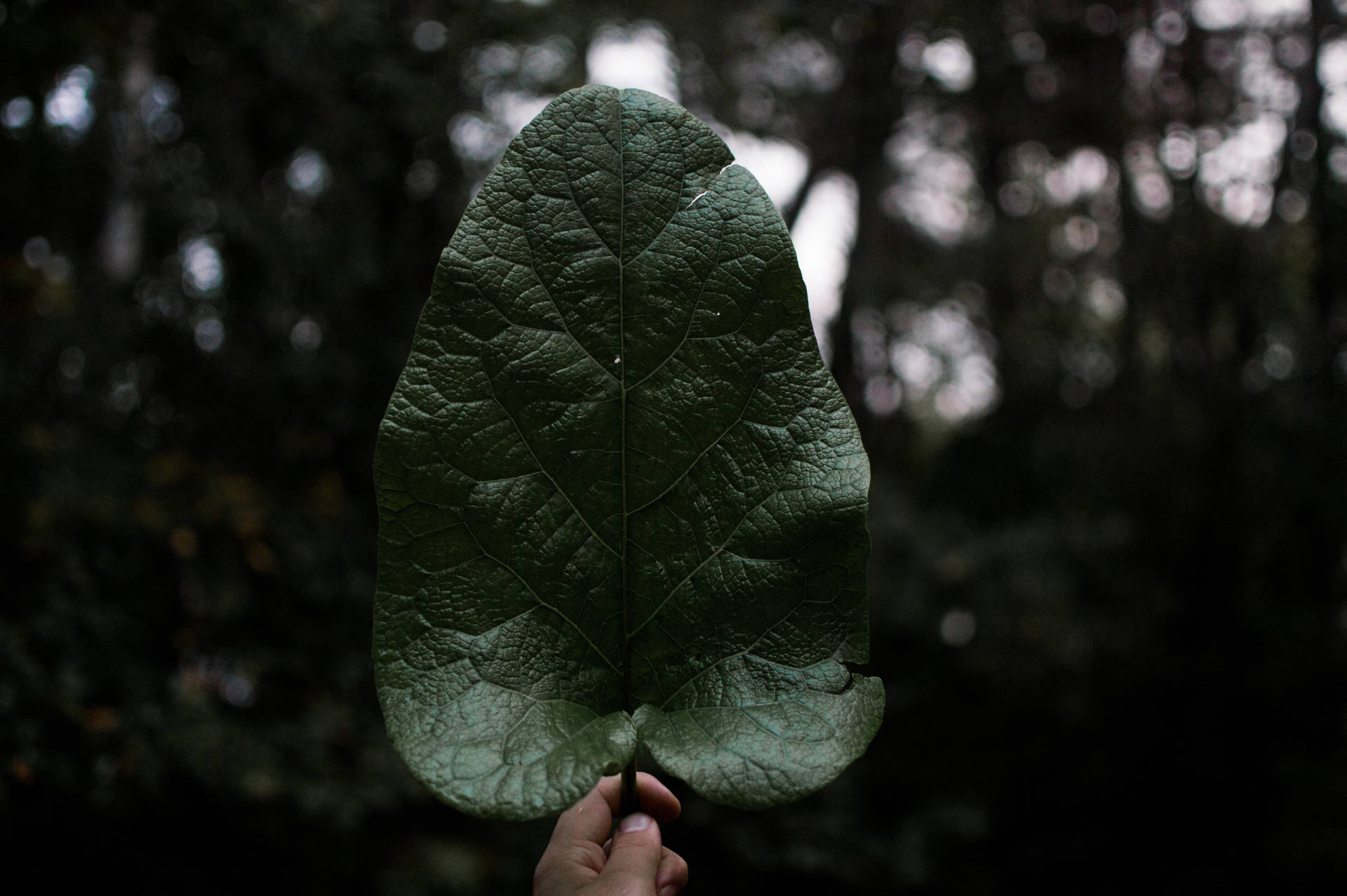 6016X4000 Leaf Wallpaper and Background