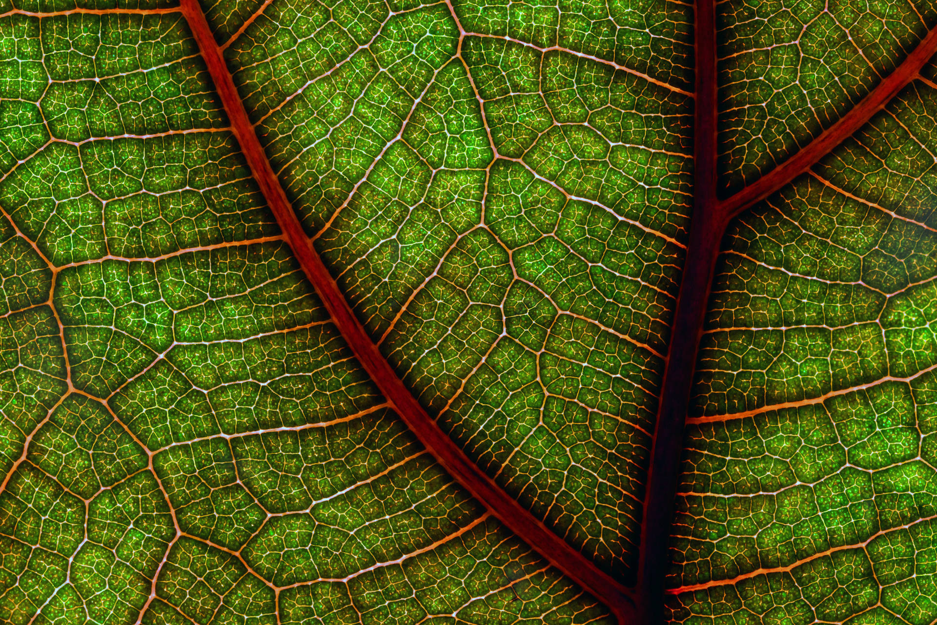 6016X4016 Leaf Wallpaper and Background
