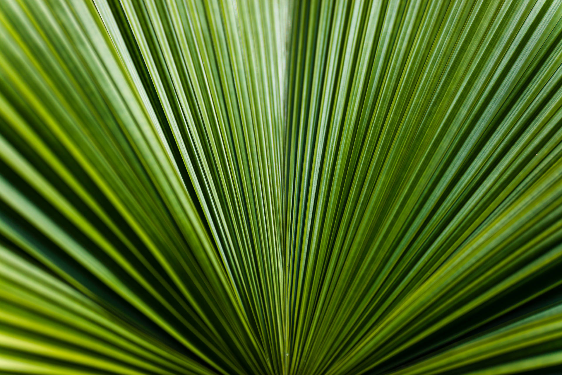 6240X4160 Leaf Wallpaper and Background